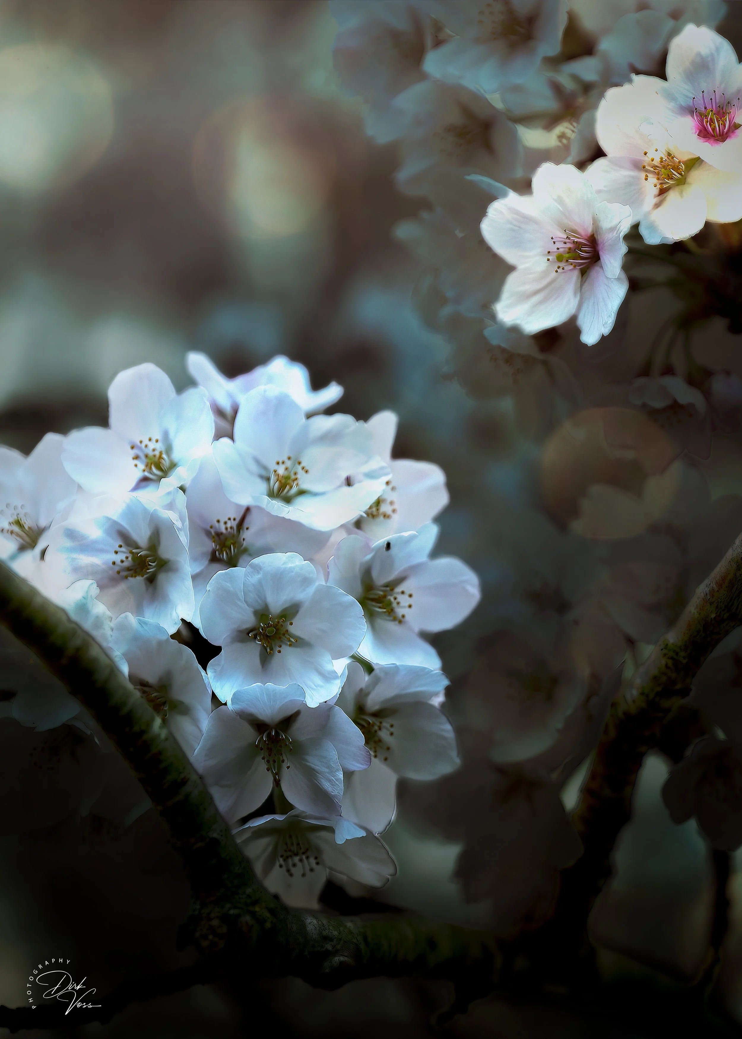 Kirschblüte_neu_5-7.jpg