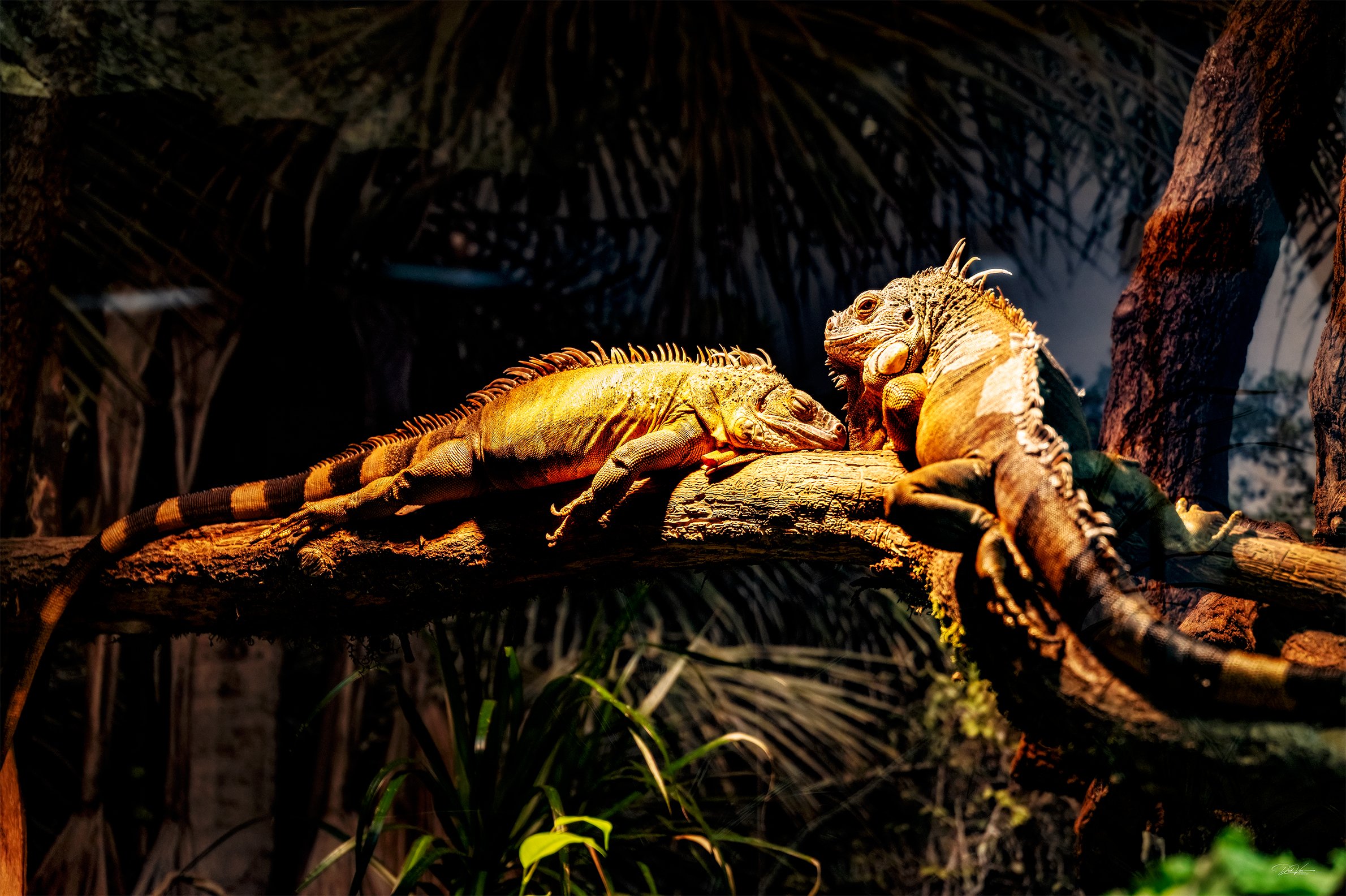 Leguan_Wildpark_lr.jpeg