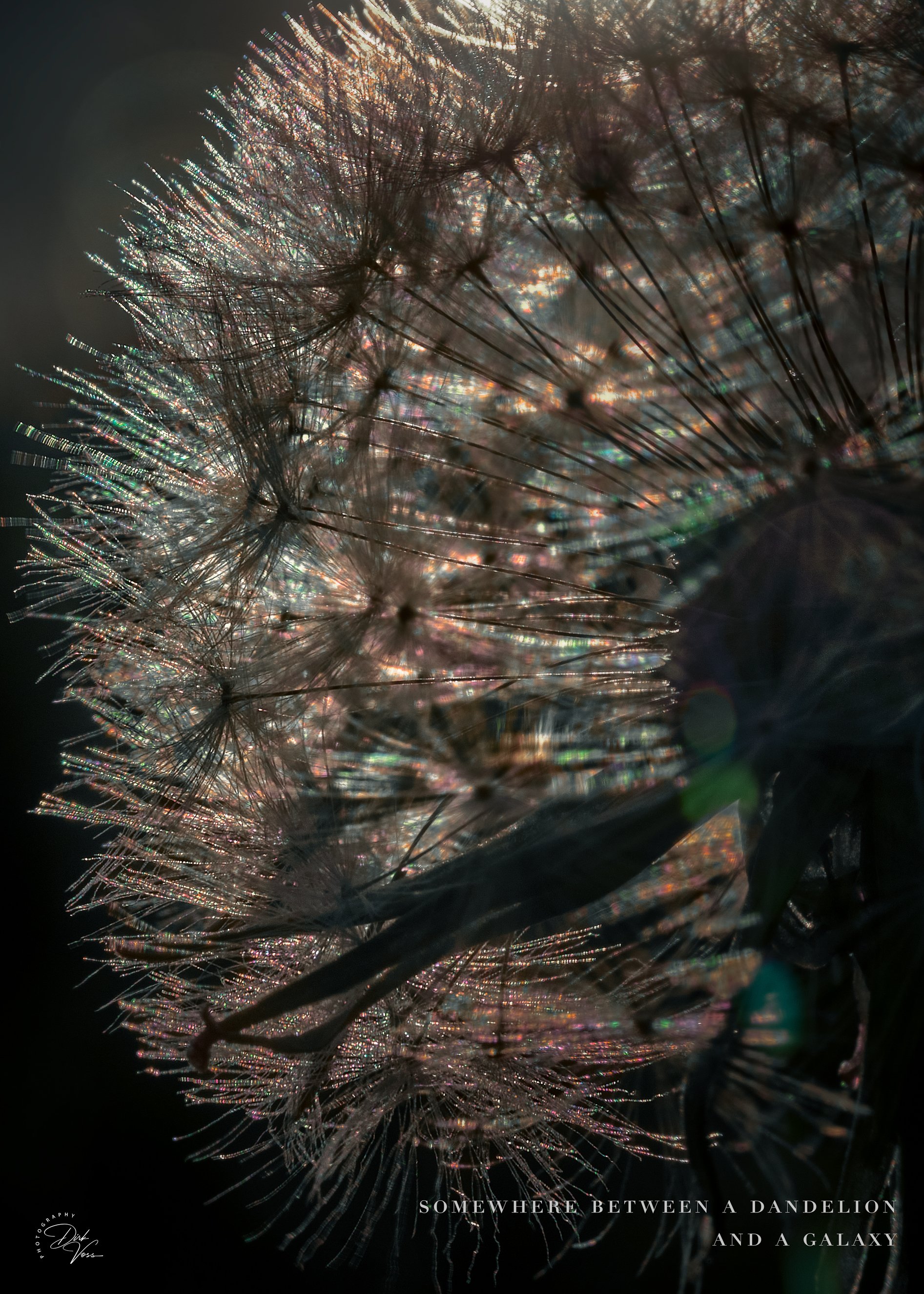 Pusteblume_2_5-7.jpeg
