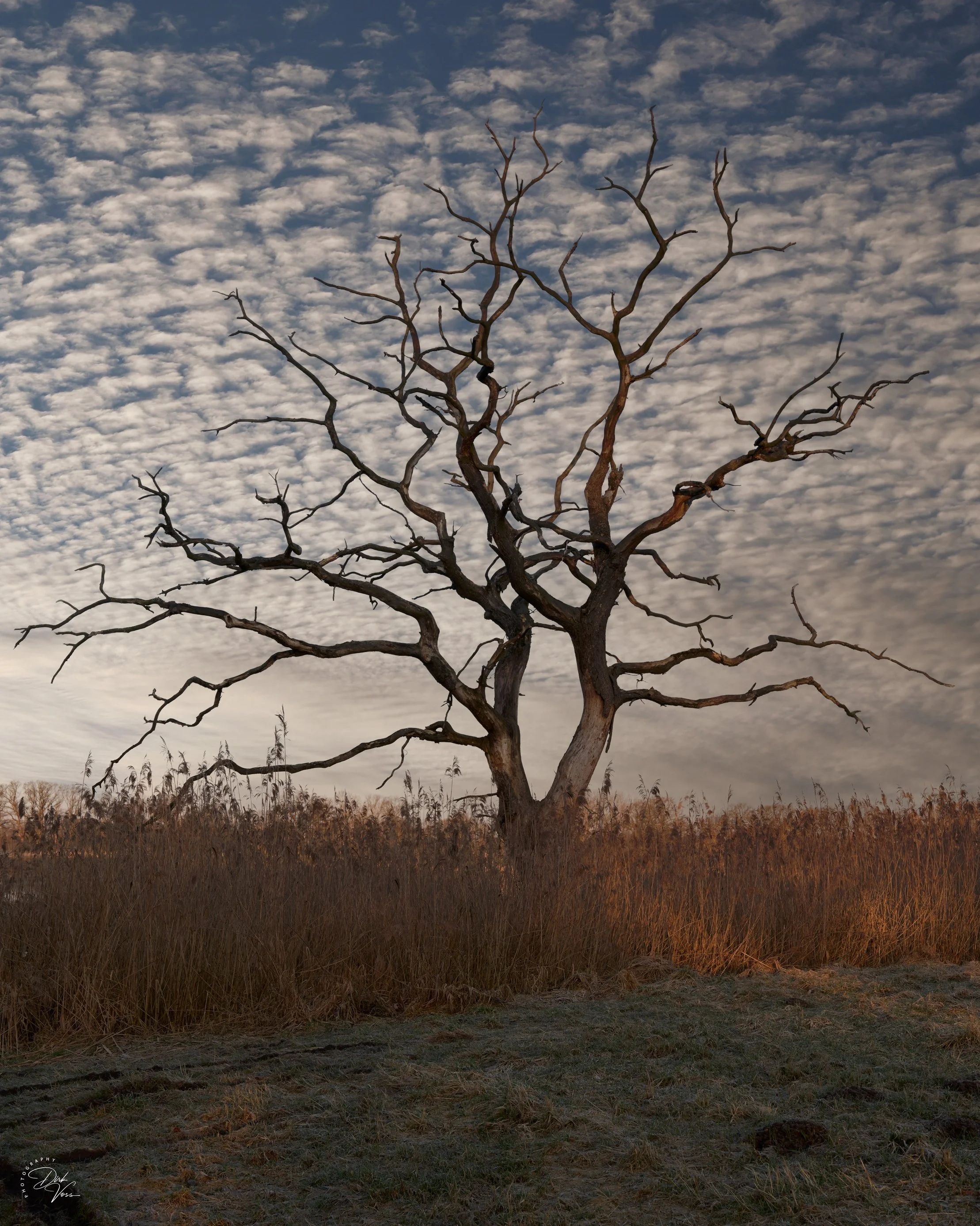 Baum_5-7.jpg