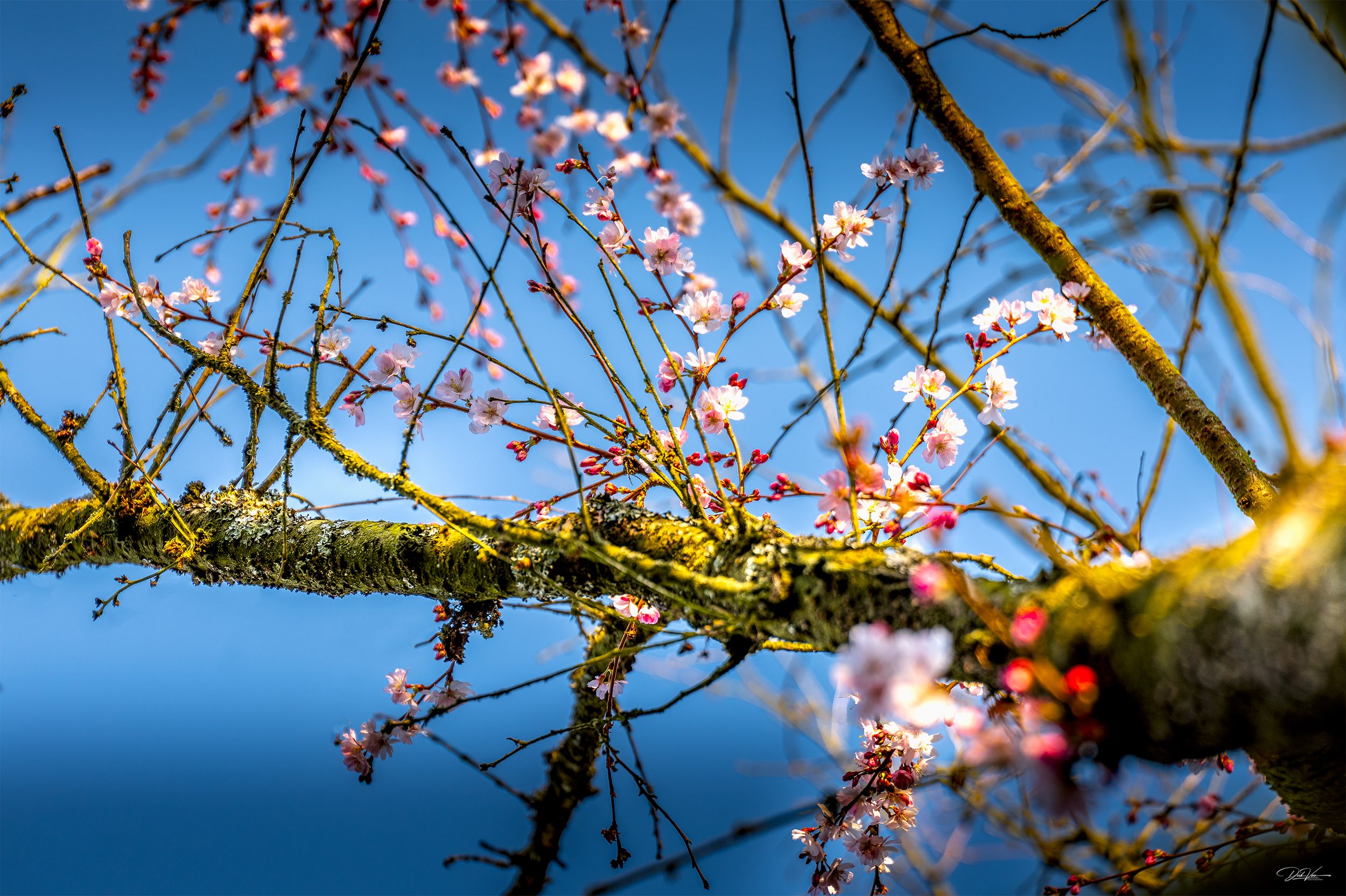 Kirschblütenzweig im Cherry Blossum Park Amsterdam