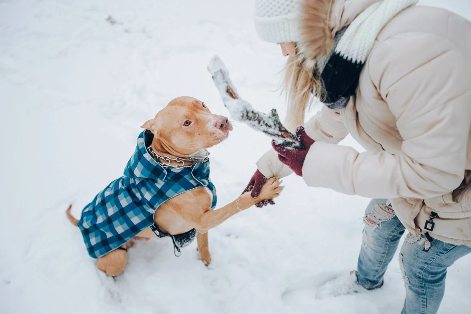 How to Protect Dog Paws in Cold Weather