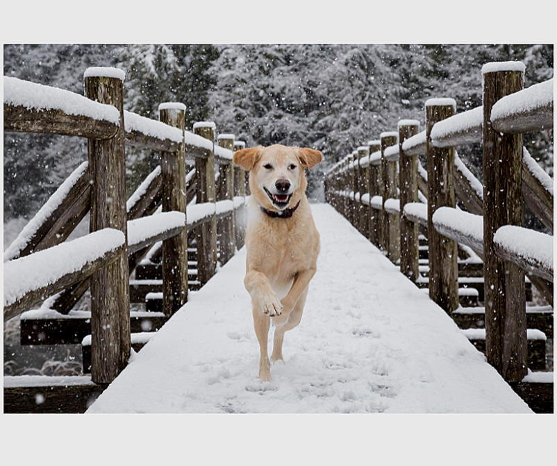 Winter Is Coming….For Your Dog’s Skin (Northeast U.S. Edition): Tips for Dry, Flakey Coats Without Losing Your Mind
