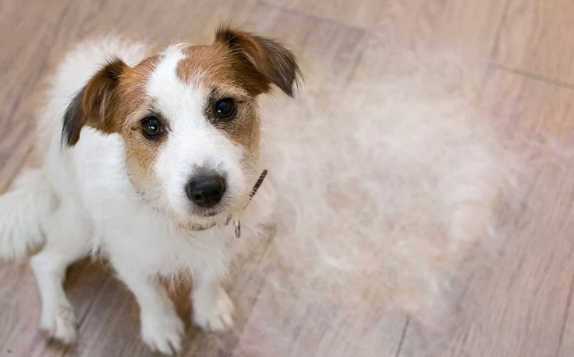 The Great Fall Fur-Out: Shedding Season Has Entered the Chat