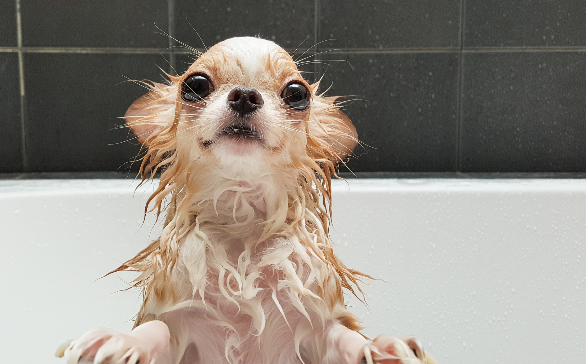 Is Your Dog's Shampoo Wrecking Their Skin? How to Fix It