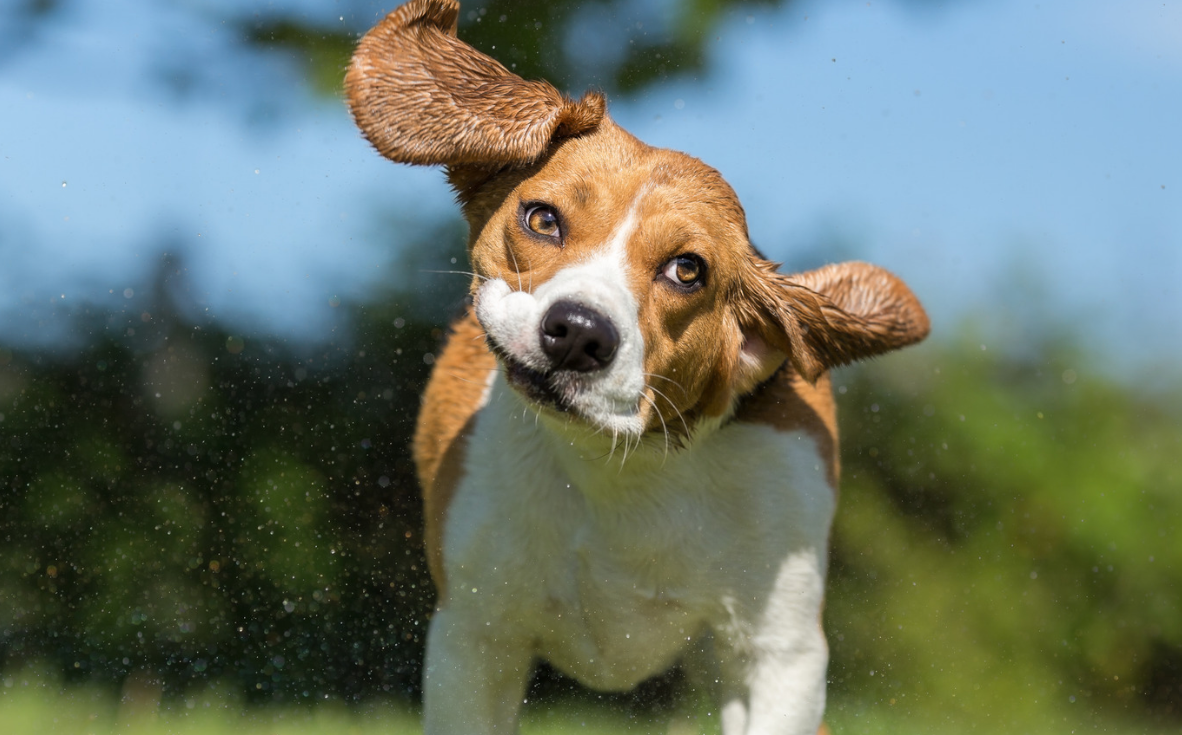 Shake, Scratch, and Sniff: Why Ear Infections Spike in Dogs Every Fall
