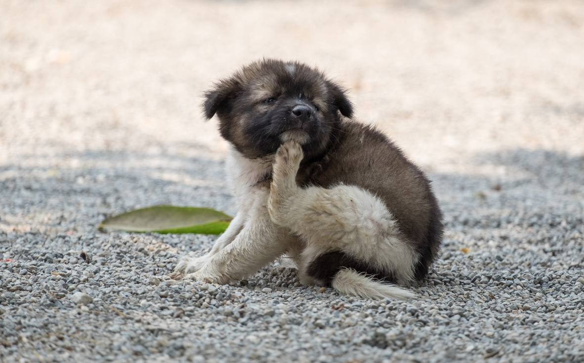 Dog Gut Health and Itchy Skin: 5 Things Every Owner Should Know