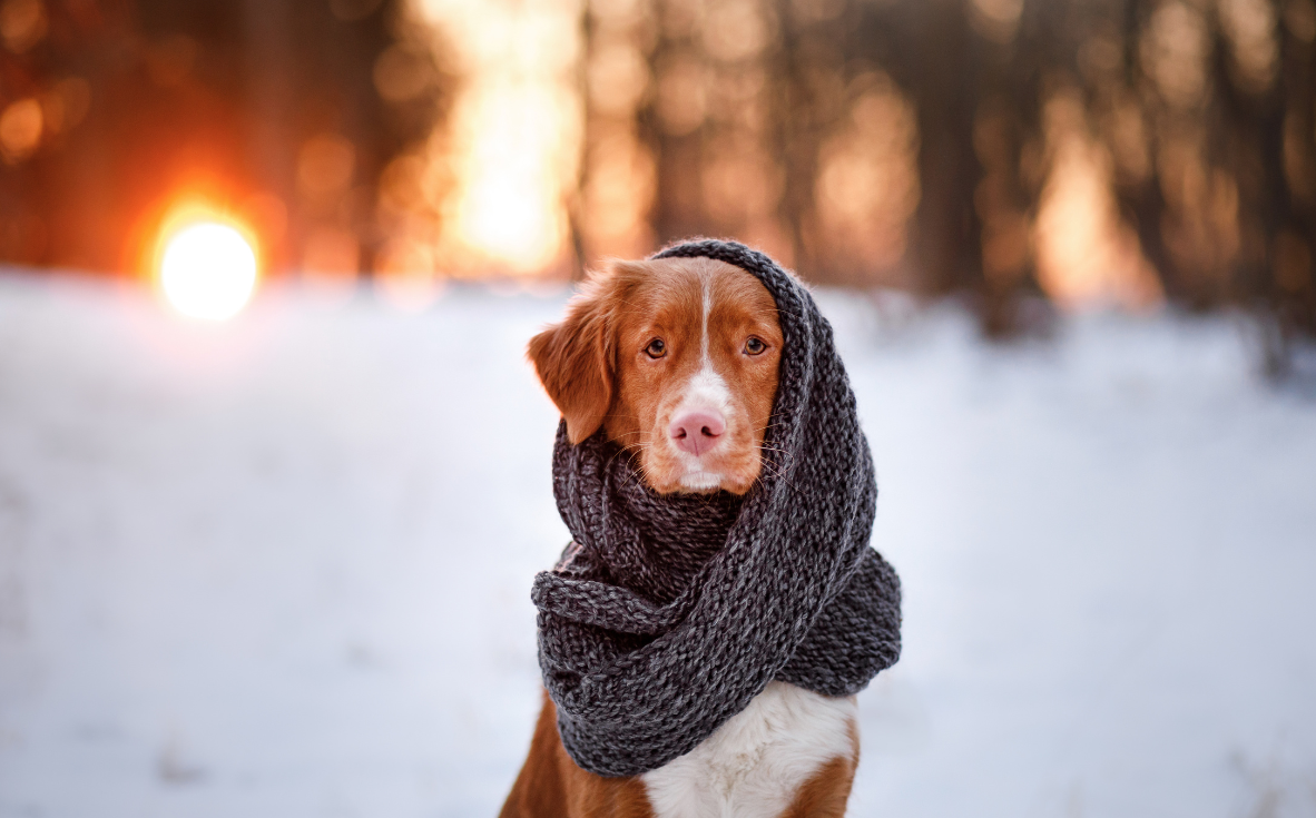 Dog Dry Skin in Winter: How to Get a Healthy, Shiny Coat