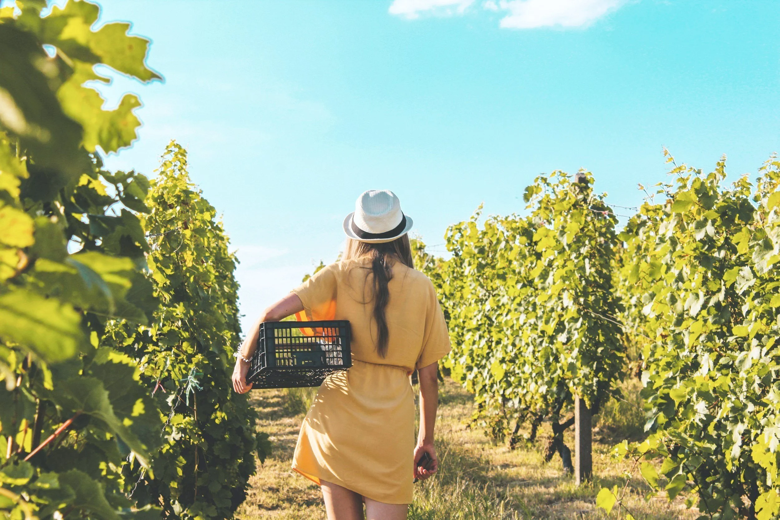 A woman in a yellow dress and hat carrying a black basket walks through a vineyard under a blue sky.