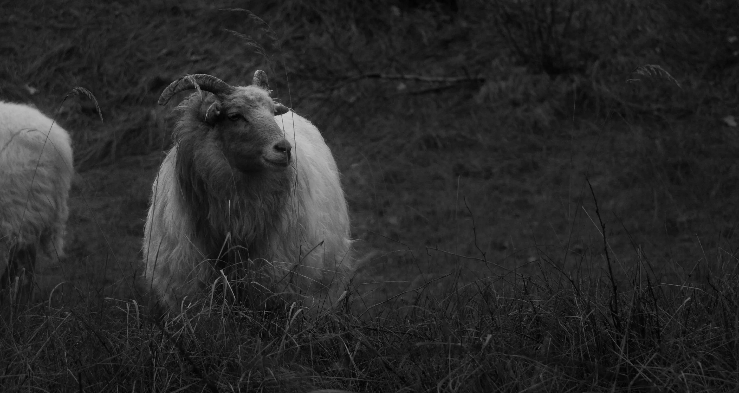 A black and white photo of a goat with curved horns standing in tall grass.
