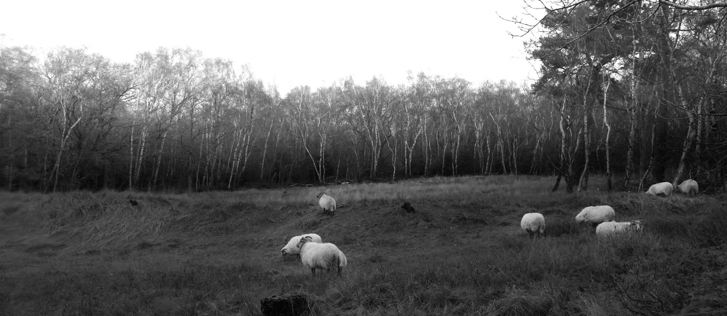Black and white photo of a grassy field with sheep grazing, bordered by a leafless trees forest in the background.