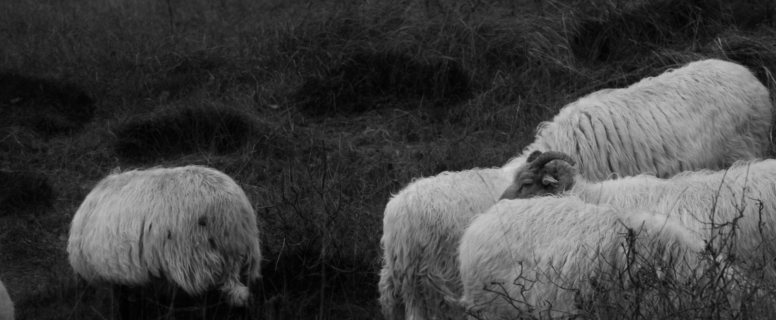 Black and white photo of a group of sheep grazing on grass