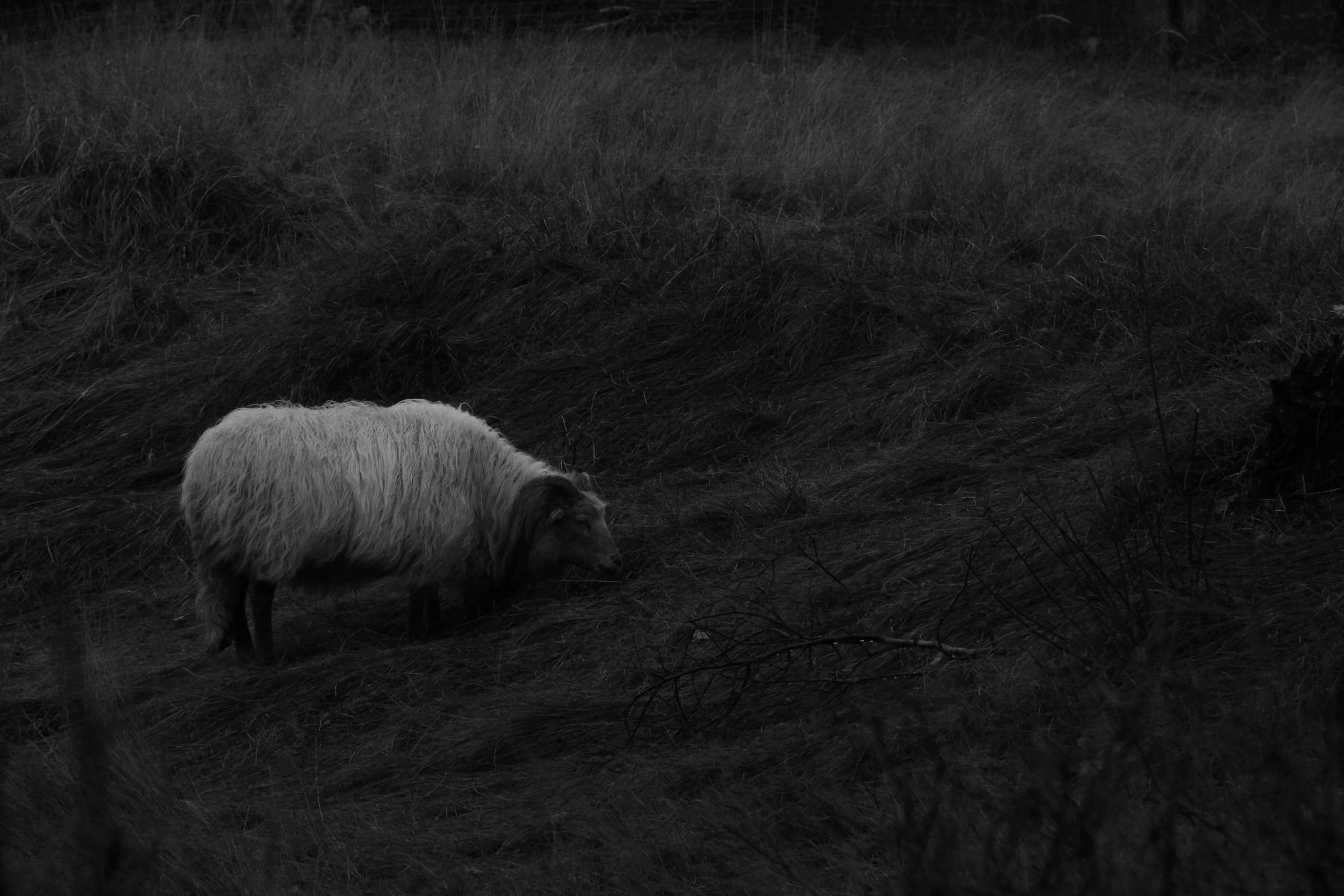 A sheep grazing on a hillside covered in tall grass, in black and white.