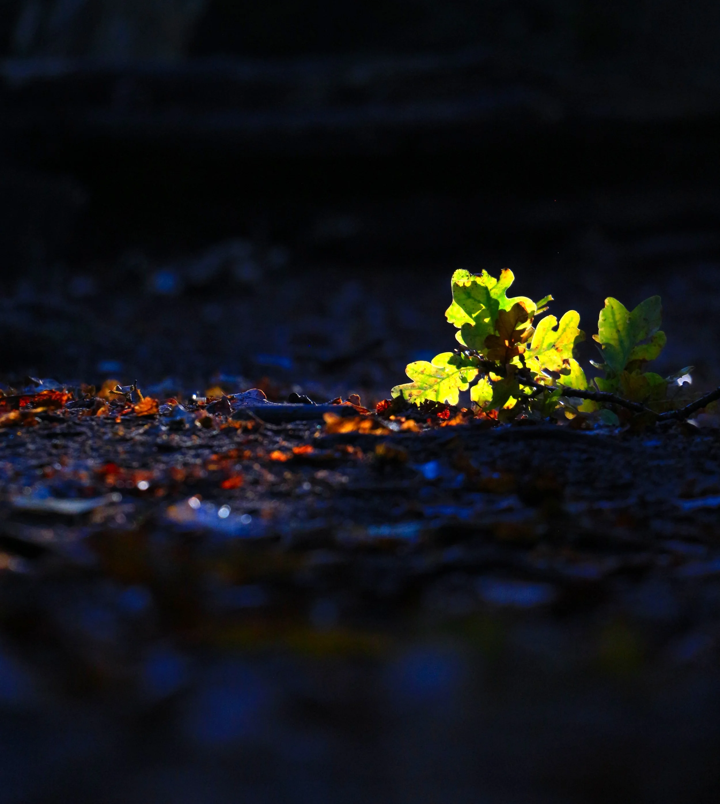 A small green plant growing on dark, wet ground in low light.