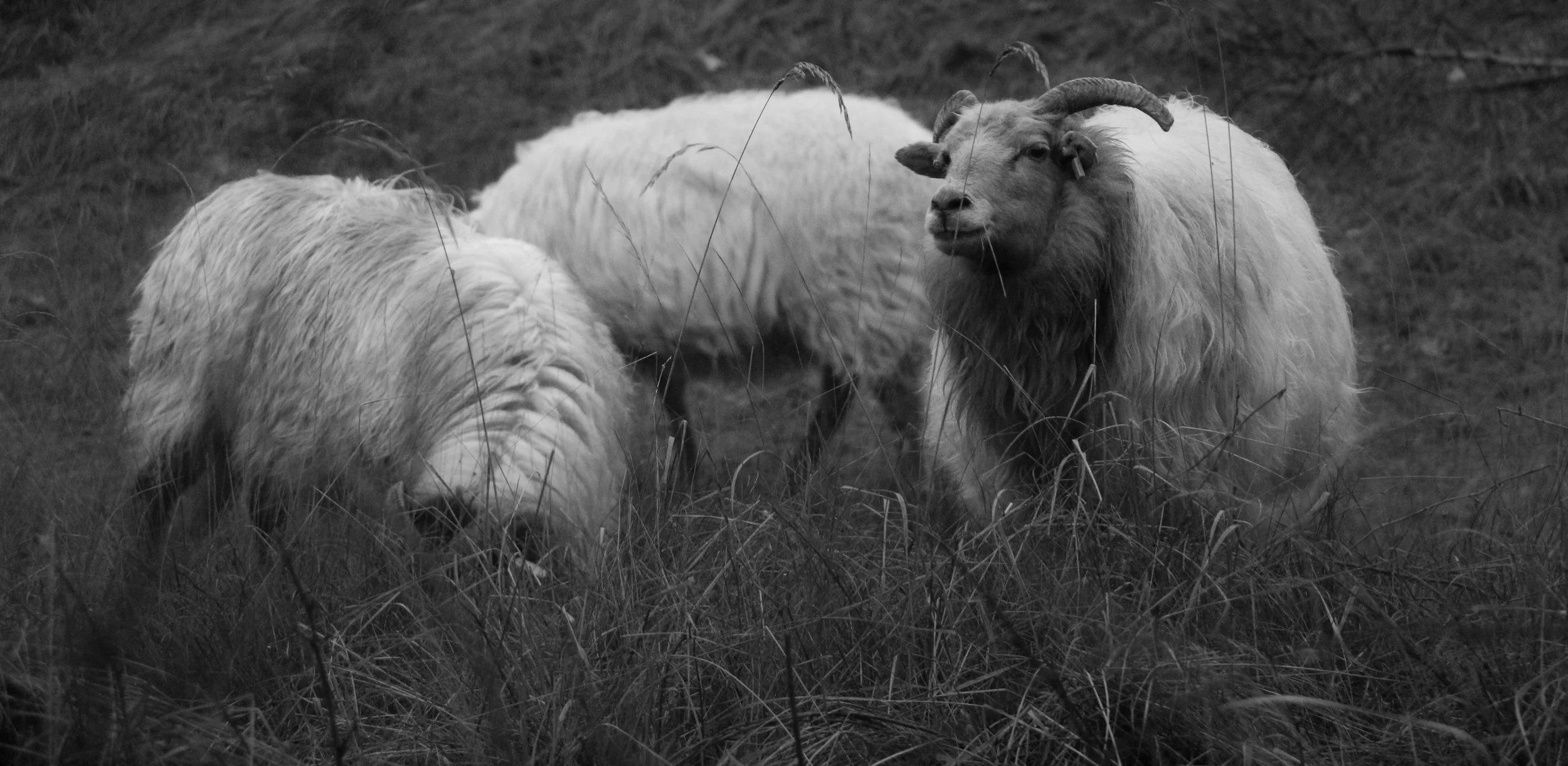 Group of three sheep with long hair, one with curved horns, grazing in tall grass on a field.