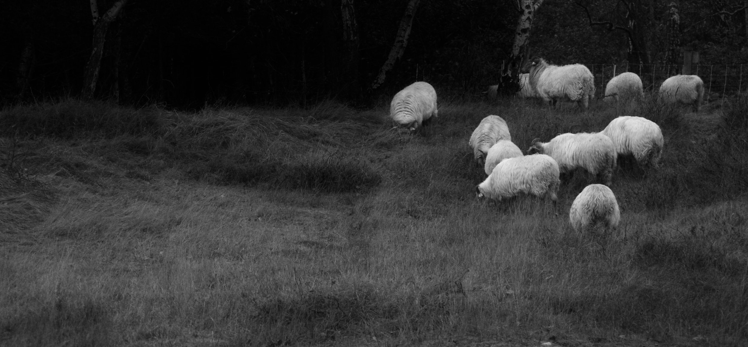 A flock of sheep grazing on a grassy field near a forest, black and white photograph.