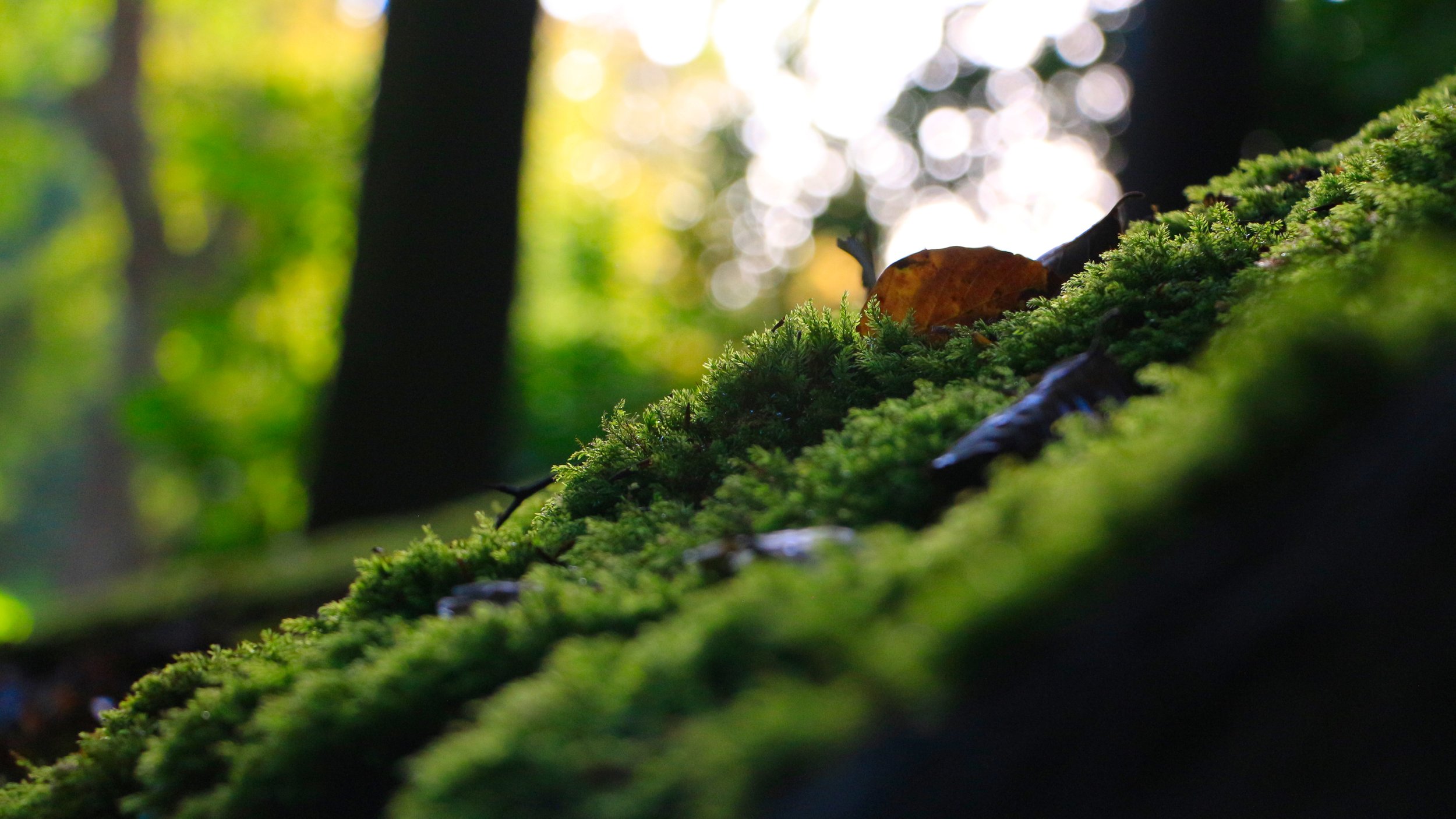 Close-up of green moss on a tree trunk with fallen leaves in a sunlit forest.
