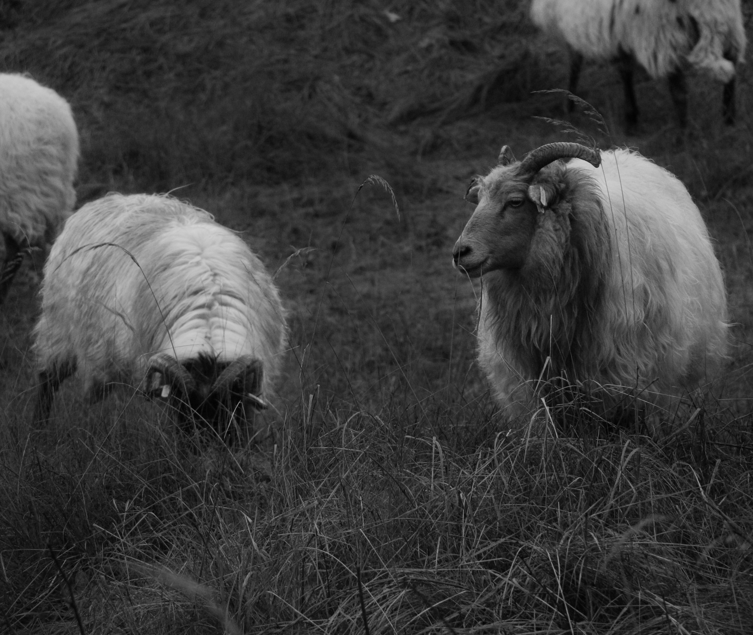 Black and white photo of a goat with large curved horns standing among grass, with other goats in the background.