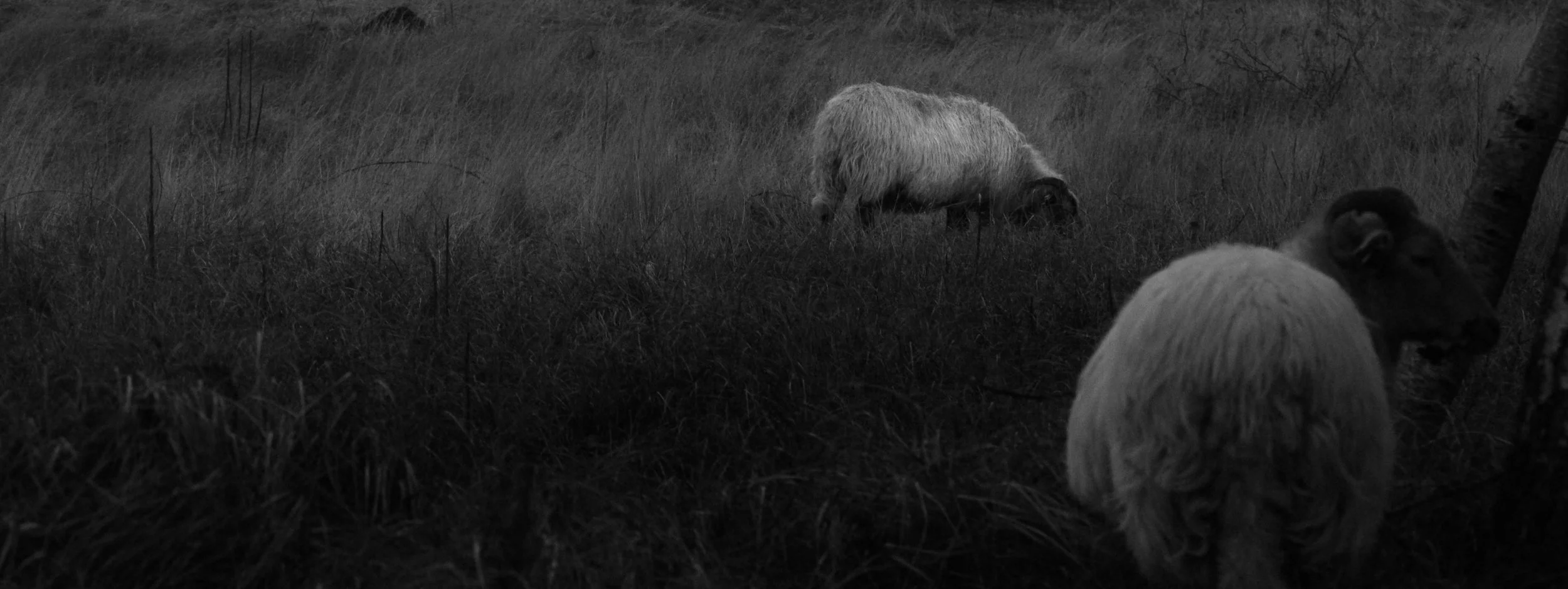 Black and white photo of sheep grazing in a field with a tree on the right side.