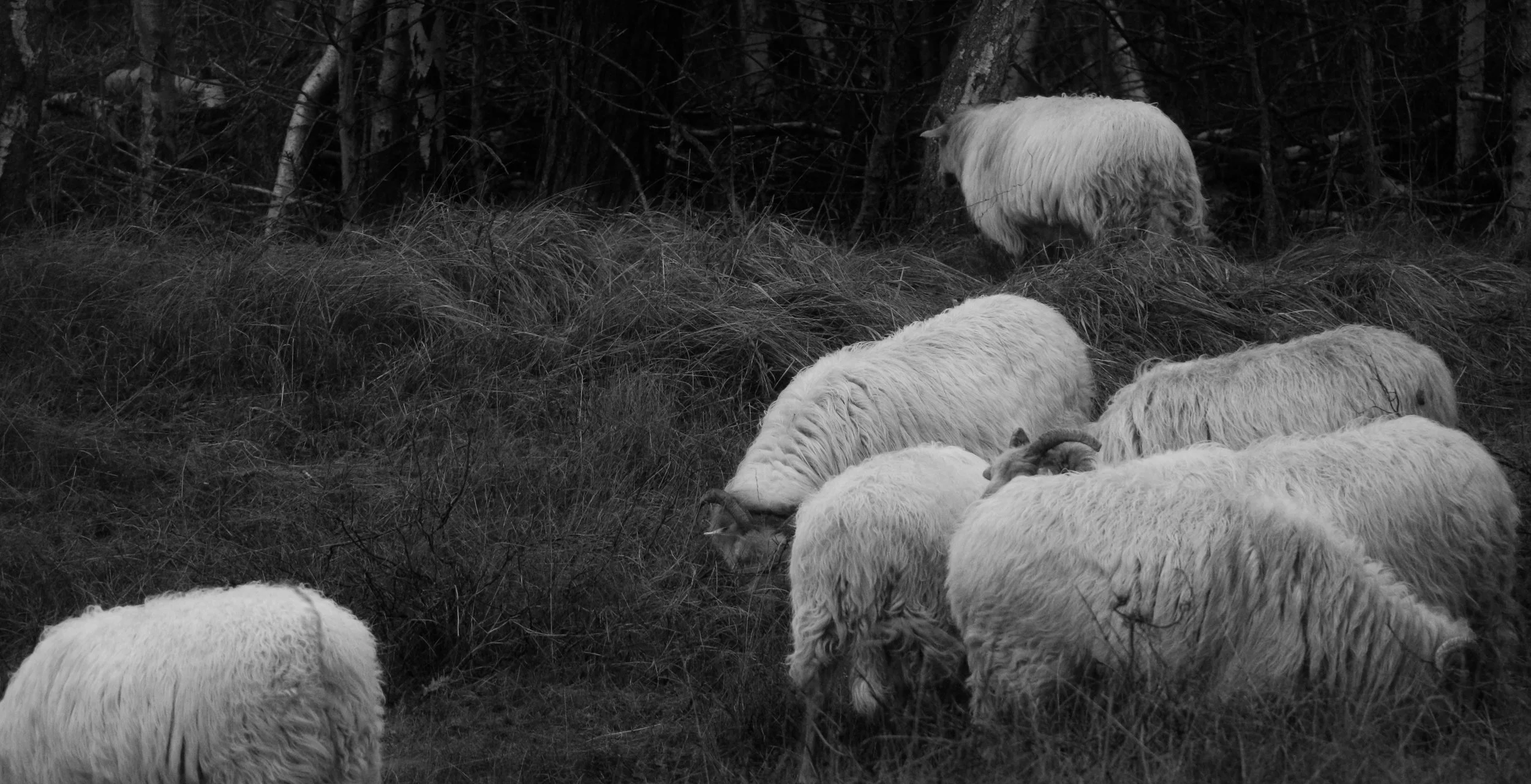 Black and white photo of several sheep grazing on grass and shrubs near a wooded area.