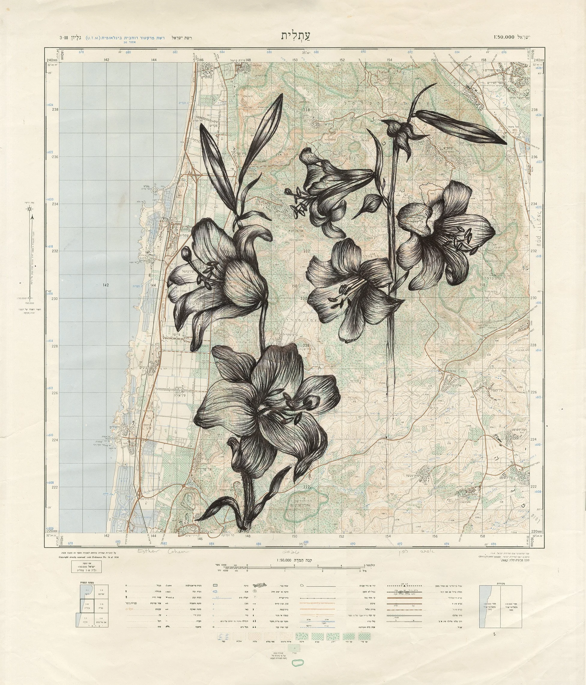 Cohen_Lilies in Mount Carmel.jpg