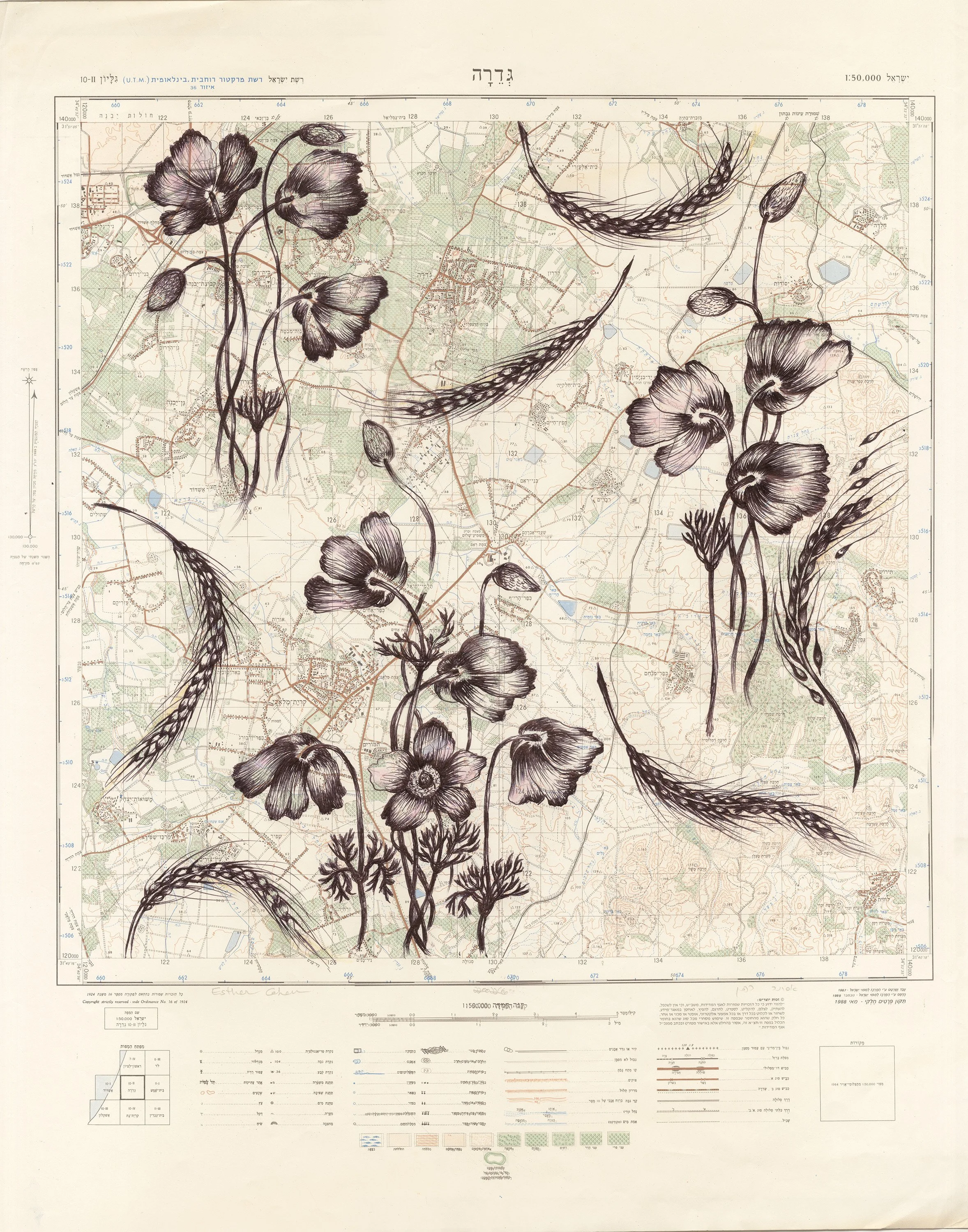 Cohen_Anemone and dancing wheat.jpg