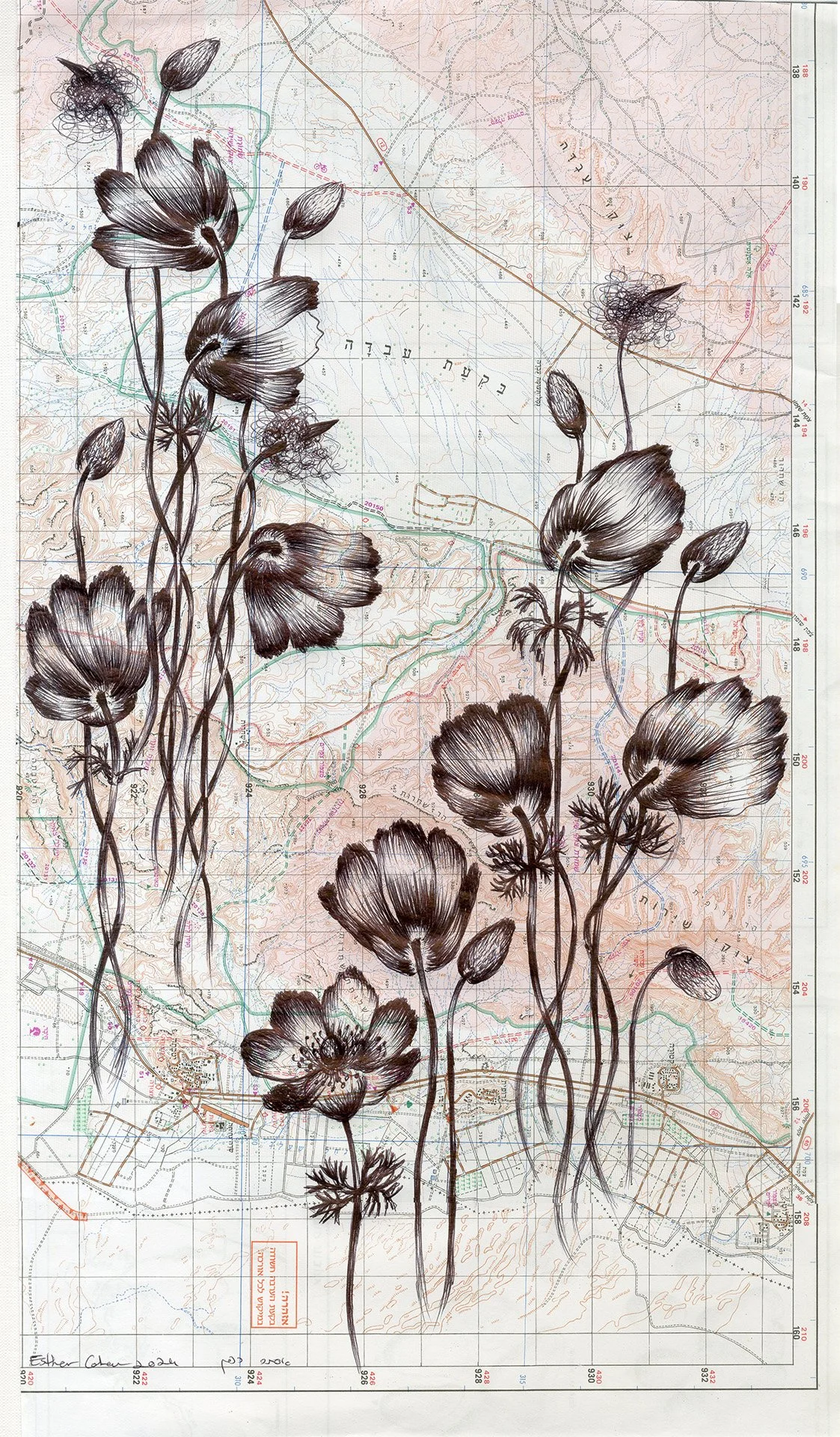 Cohen_Anemones in the Arava.jpg