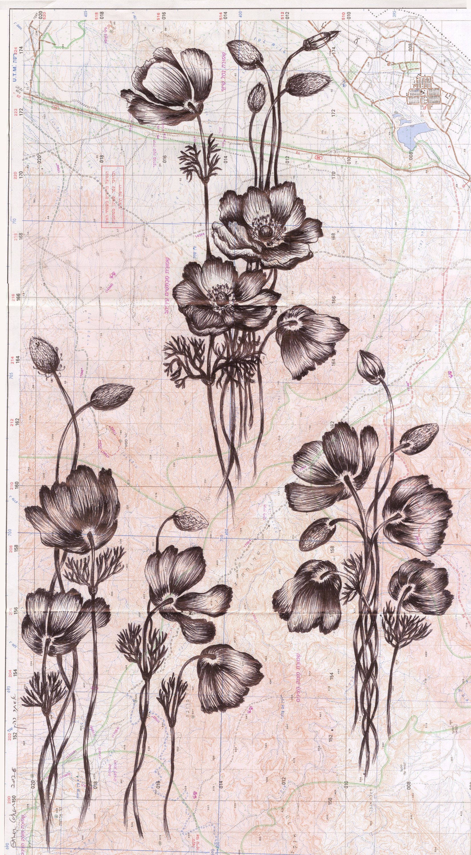 Cohen_Anemones in the Desert.jpg