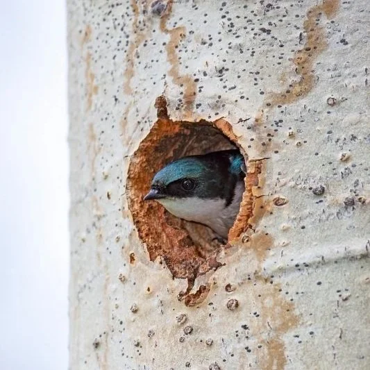 Tree-Swallow-02.jpg