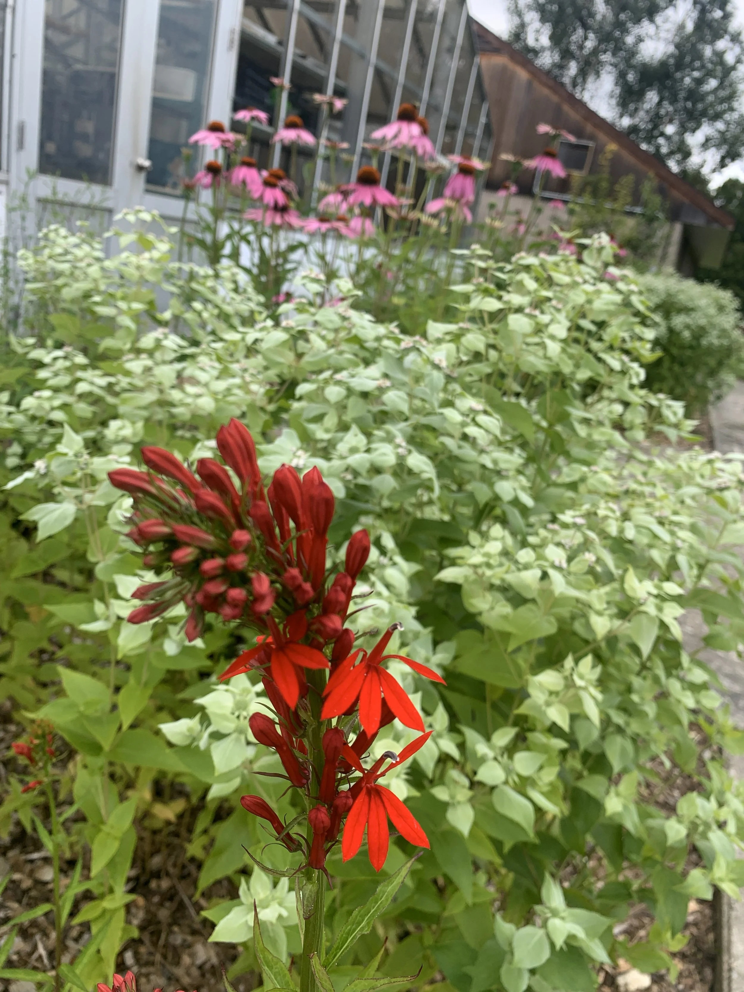 Cardinal Flower, bee balm etc..jpg