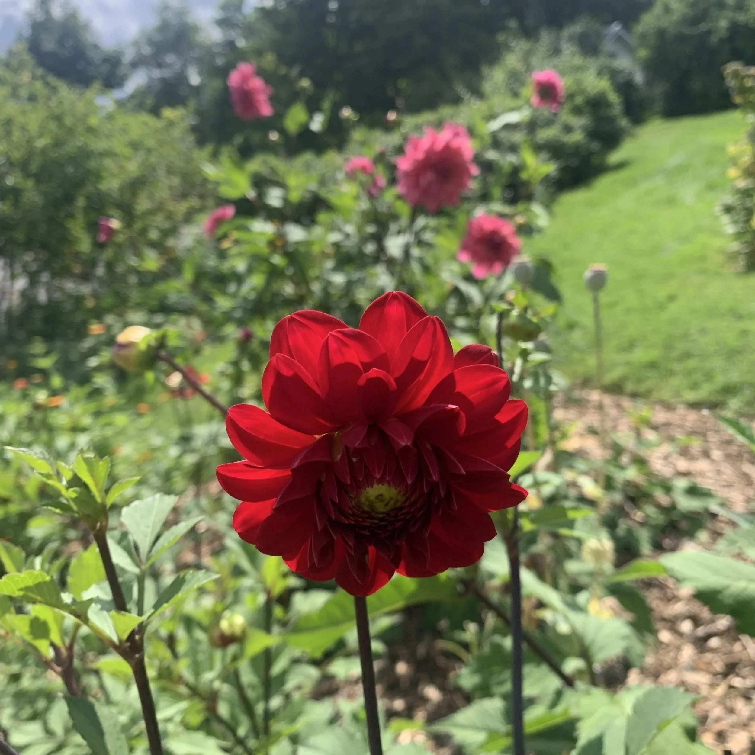 Red+Dahlia+in+garden.jpg