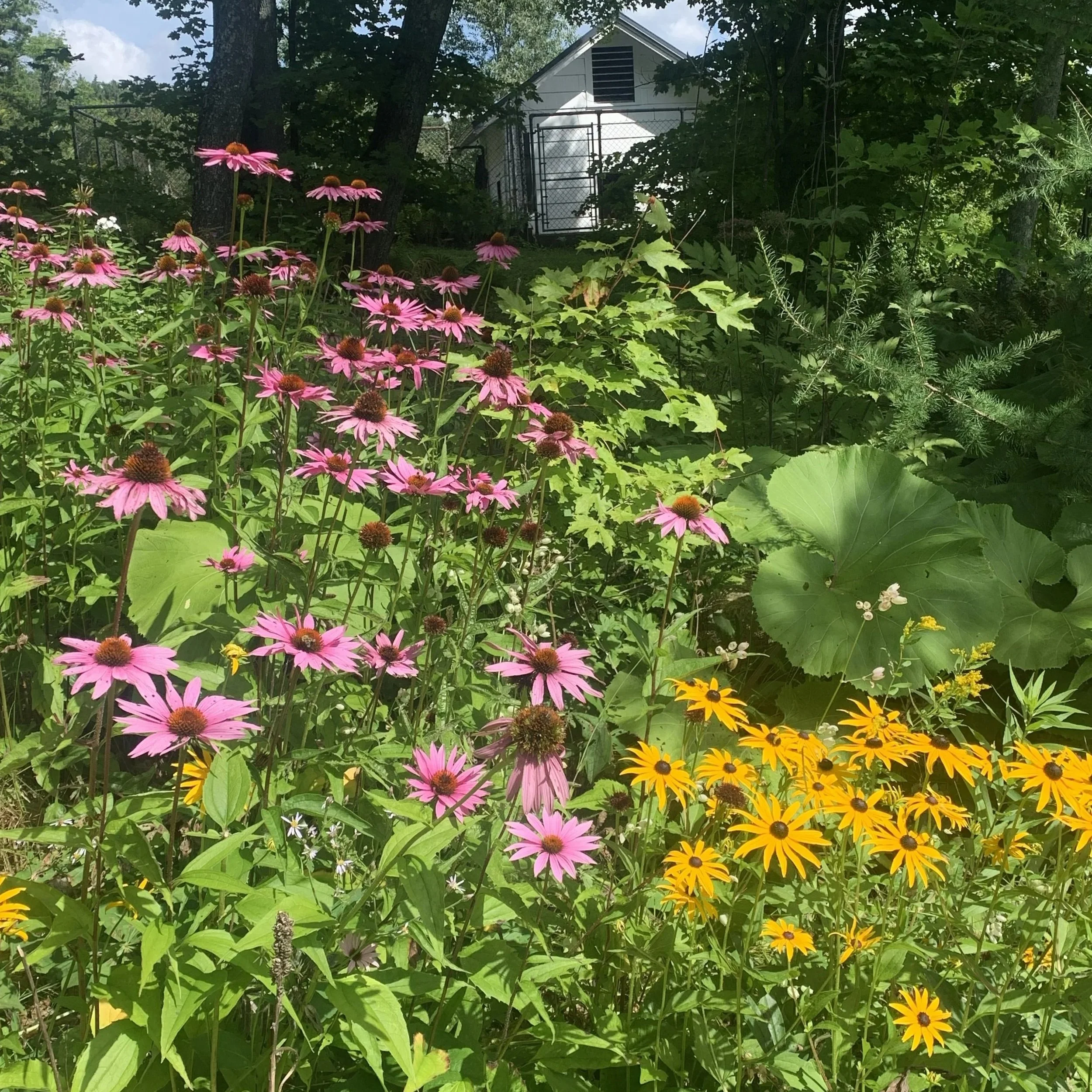 Echinacea%2C+rudbeckia+back+garden.jpg