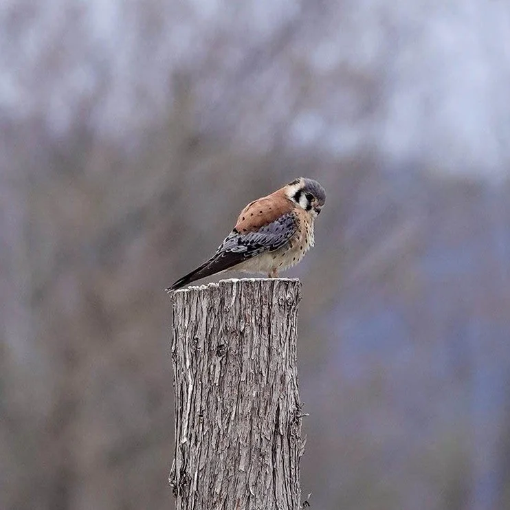 American-Kestrel-Uihlein-Farm-29-April-2026.jpg
