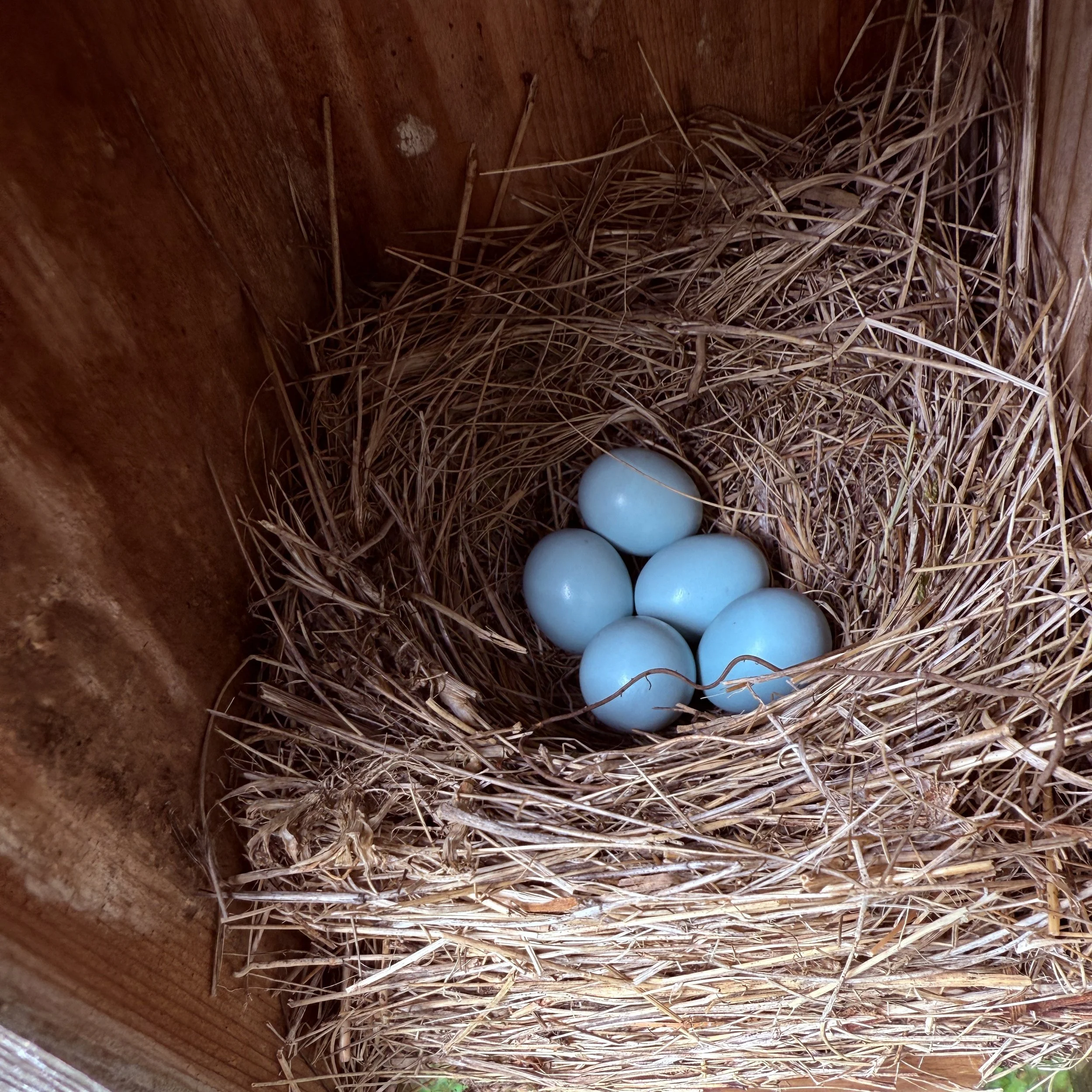Bluebird eggs.JPG