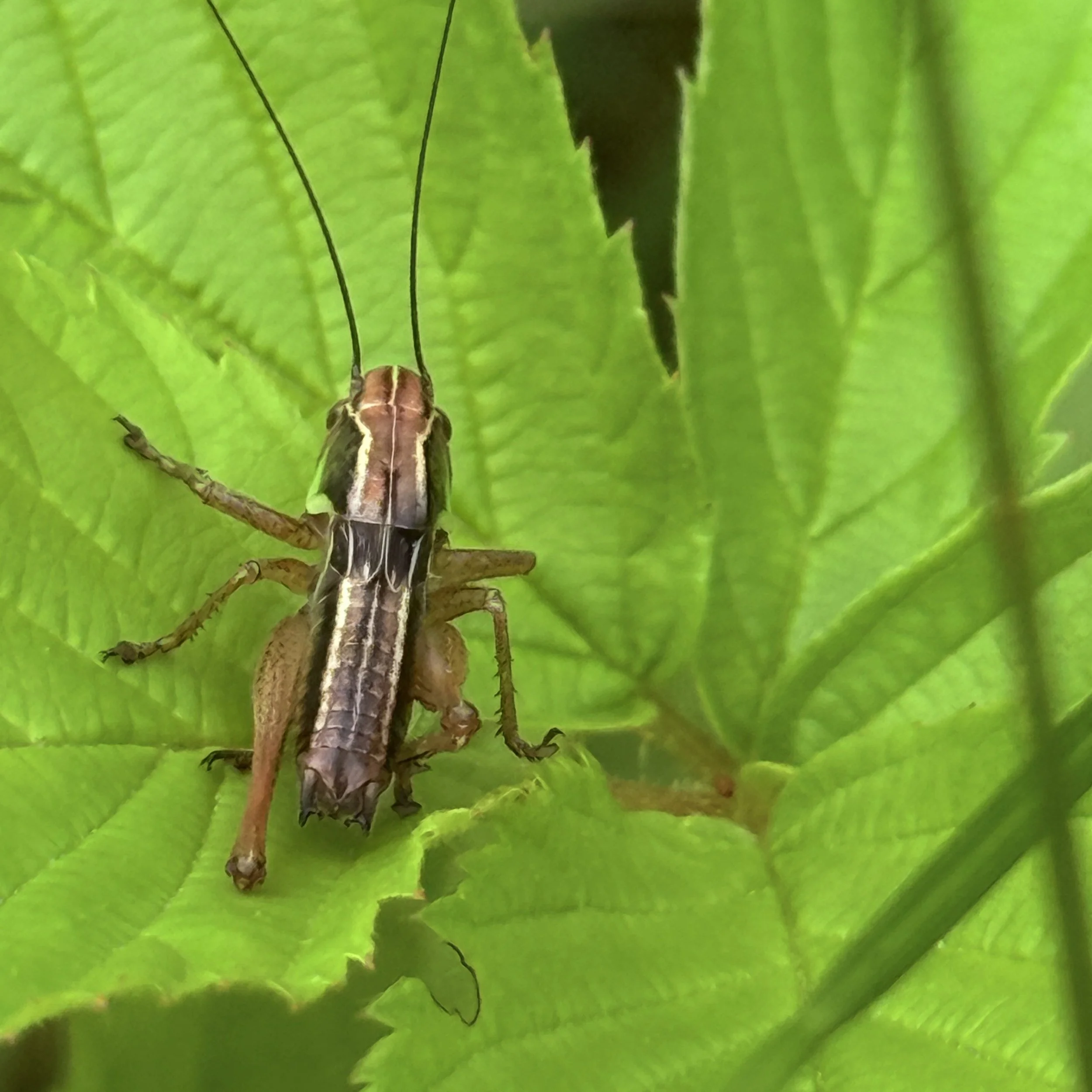Cricket.JPG