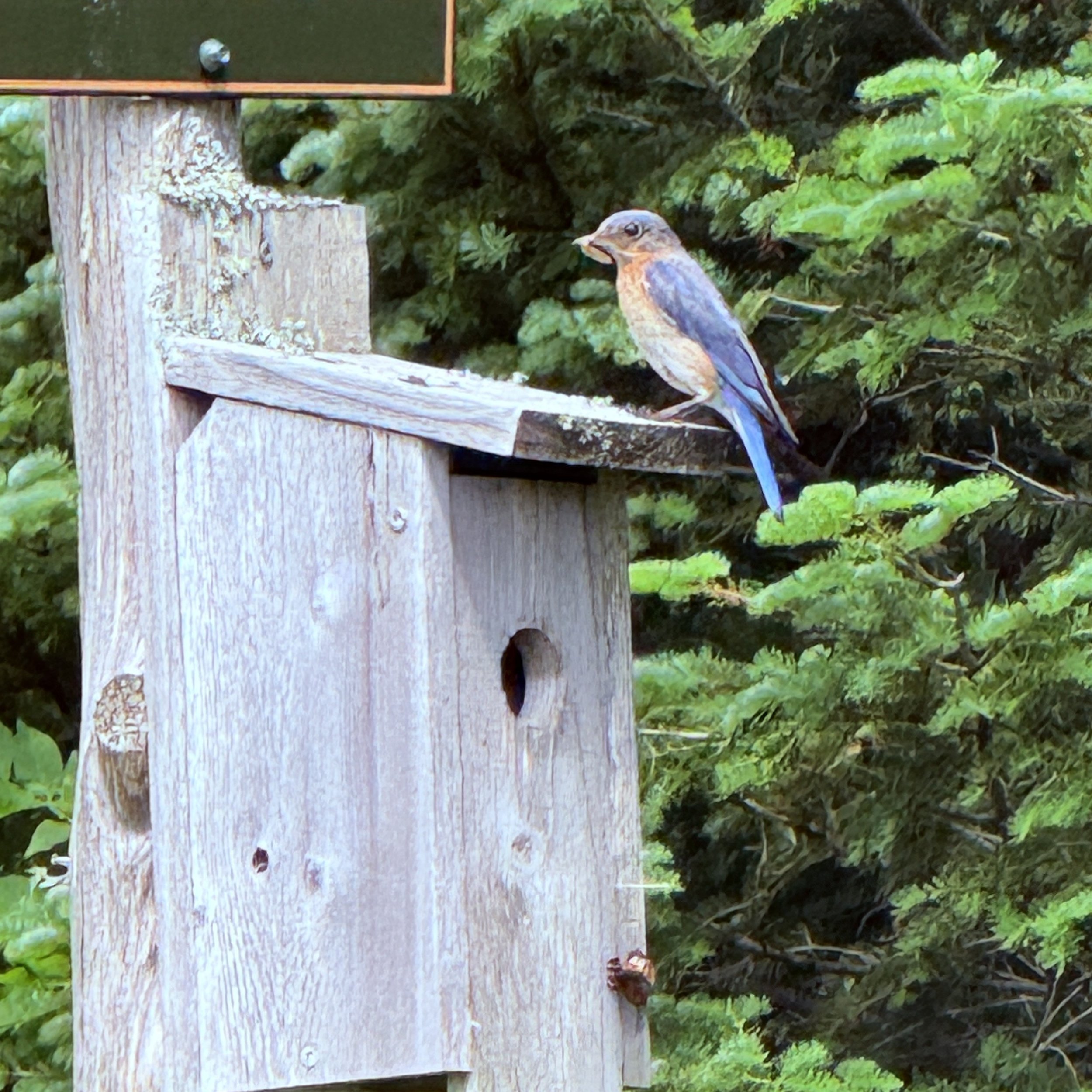 Eastern Bluebird on box in orchard_2025.JPG