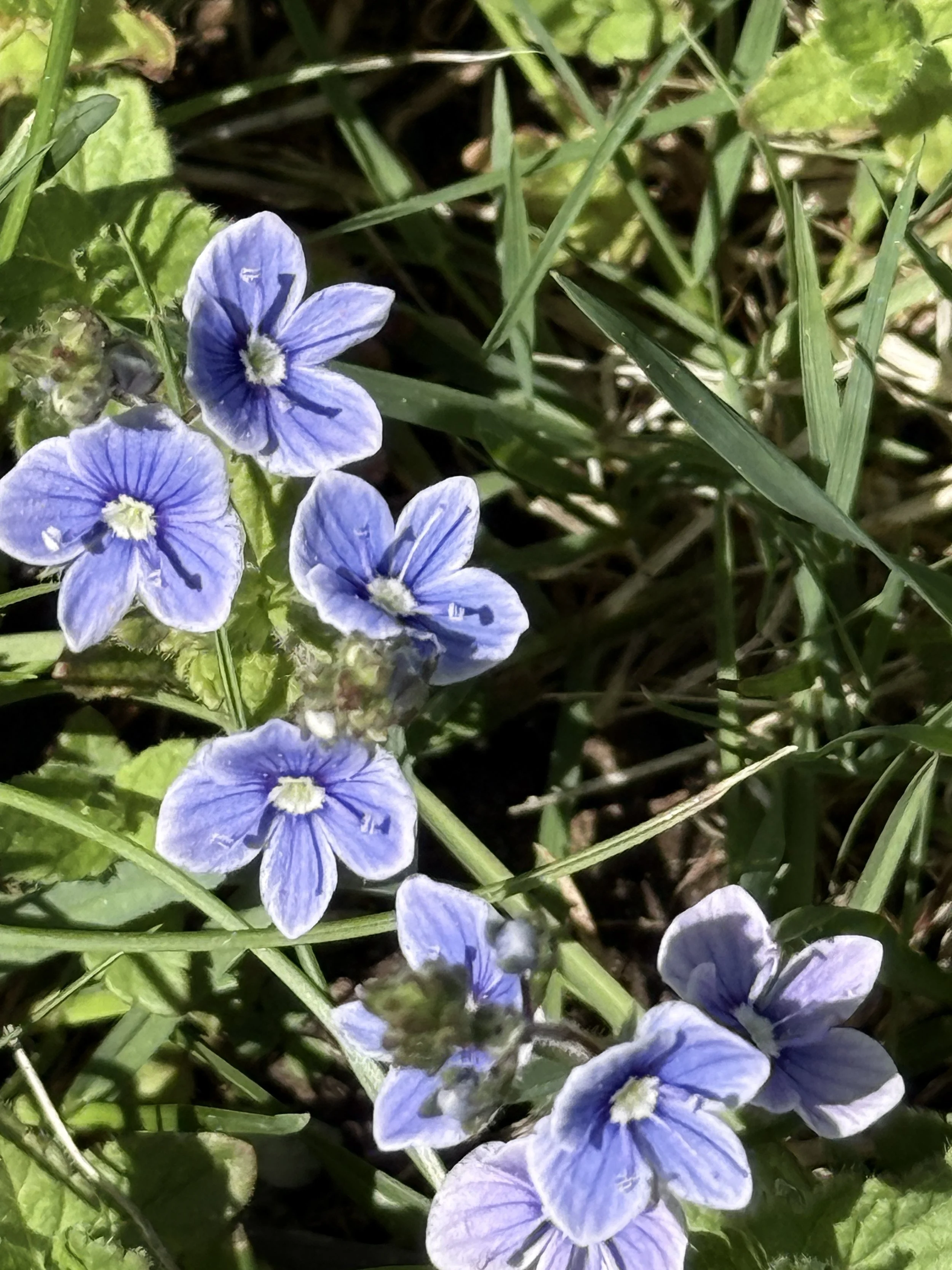 Speedwell flower.JPG