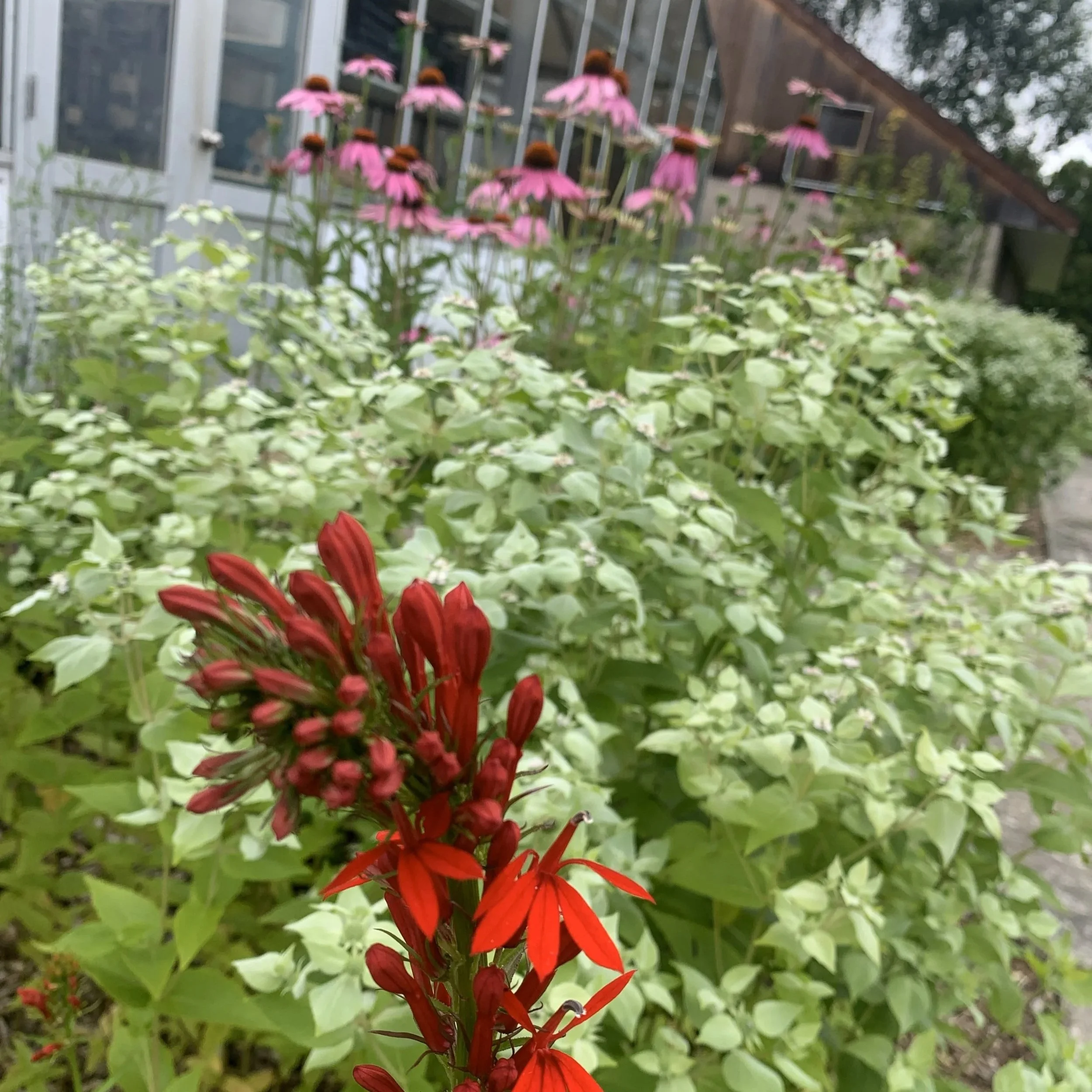 Cardinal+Flower%2C+bee+balm+etc..jpg