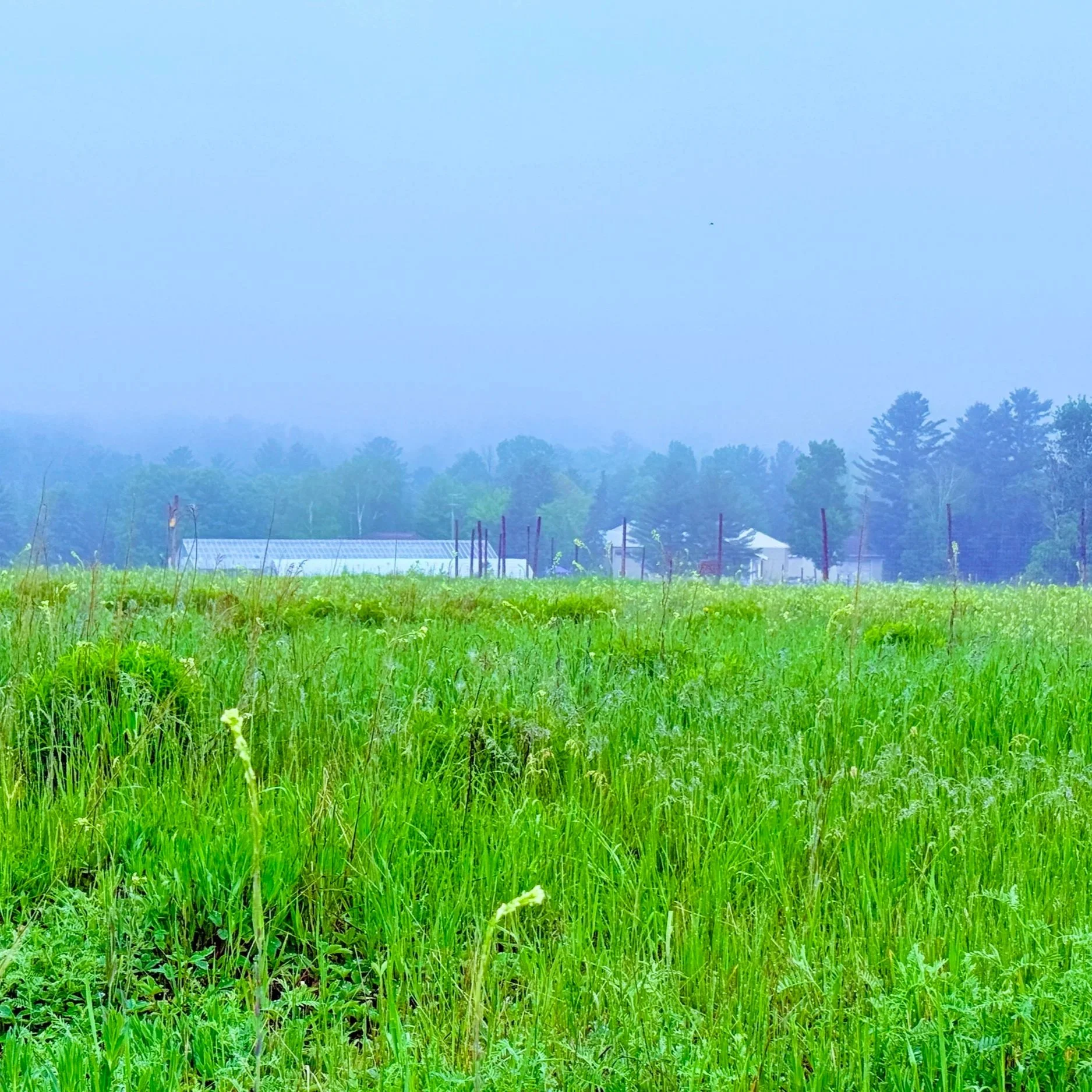 Greenhouses+on+a+foggy+day.jpg