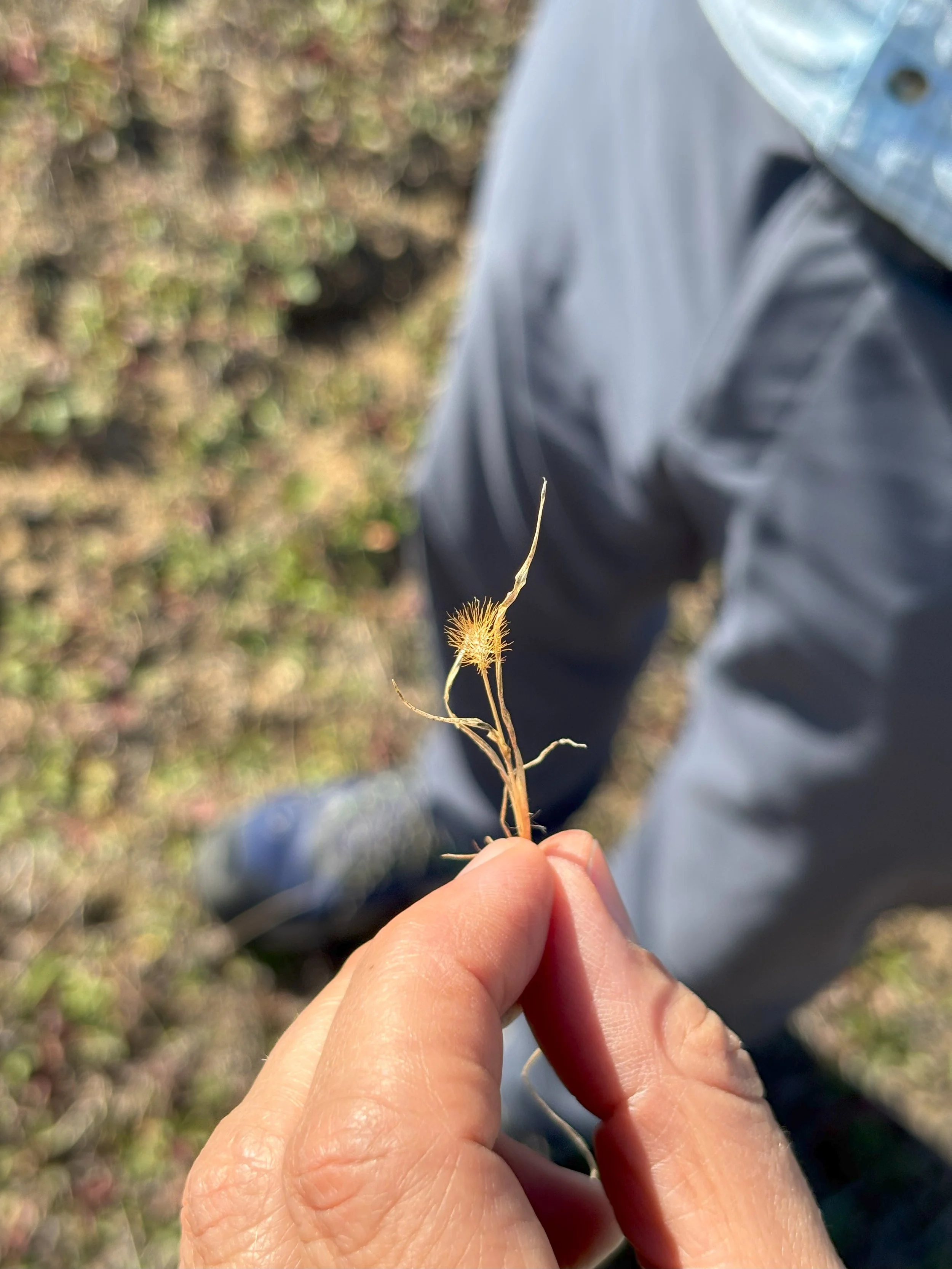 18. Field Plant Survey.jpg