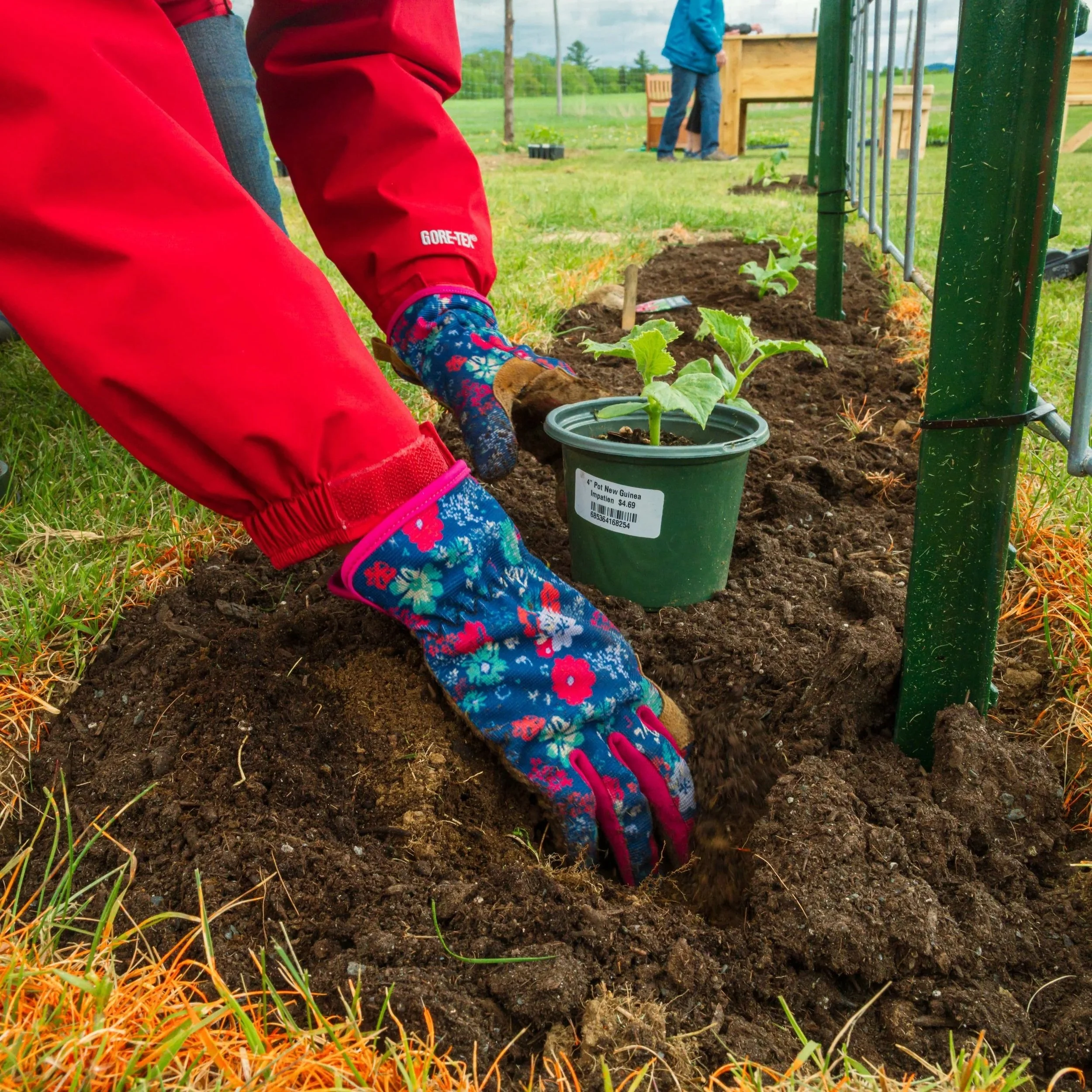 Floral+gloves+planting+squash.jpg