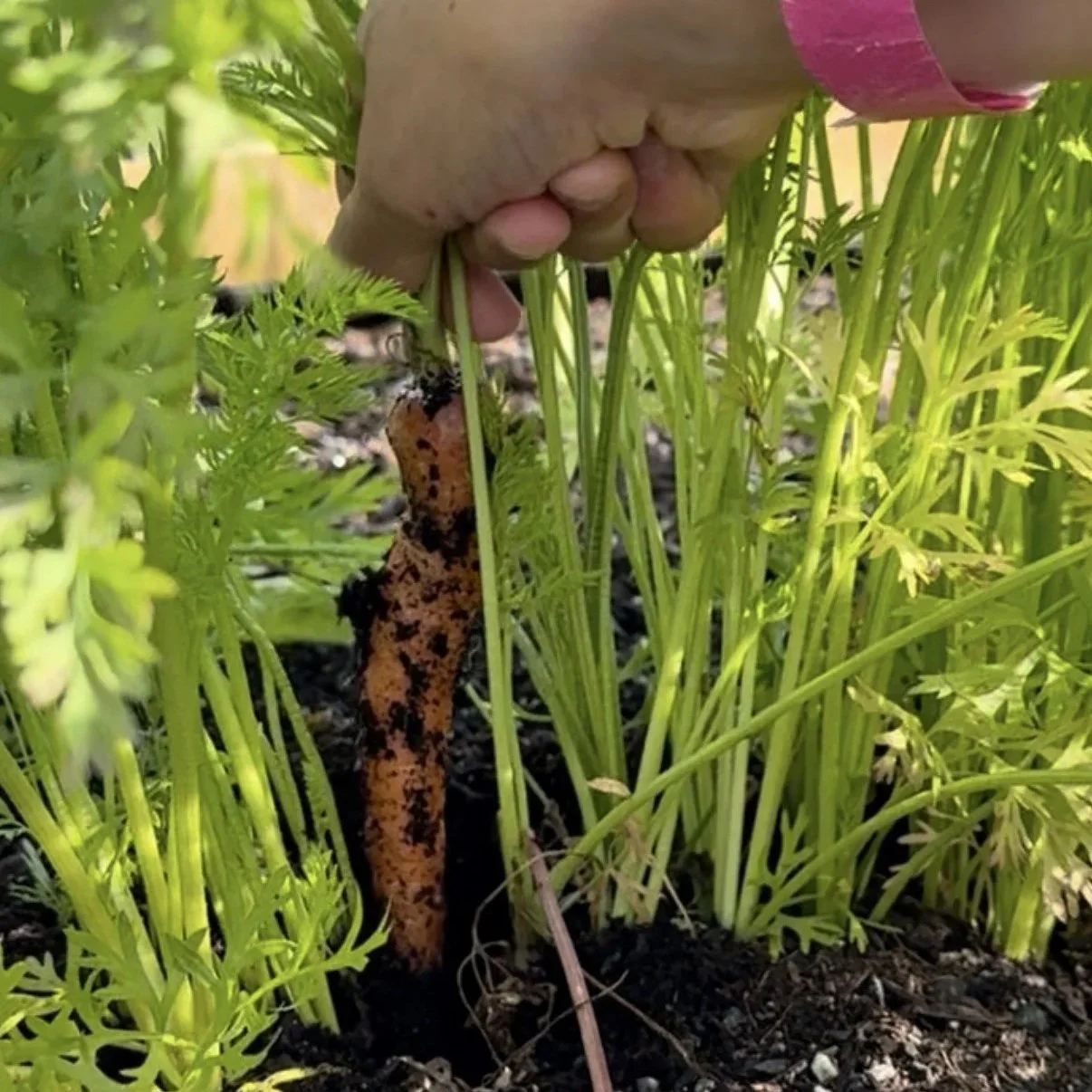 Carrot+Pull+at+MC+Garden_9.2026.jpg