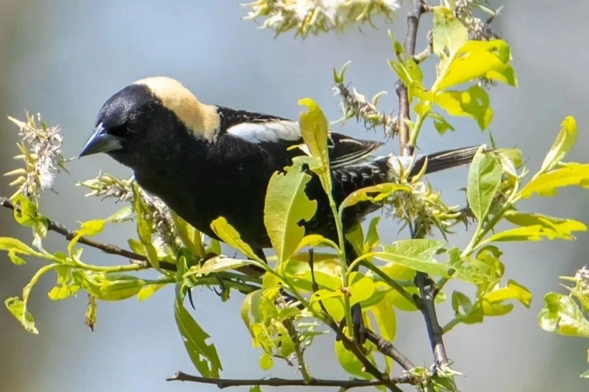 Bobolink, male_By L. Master
