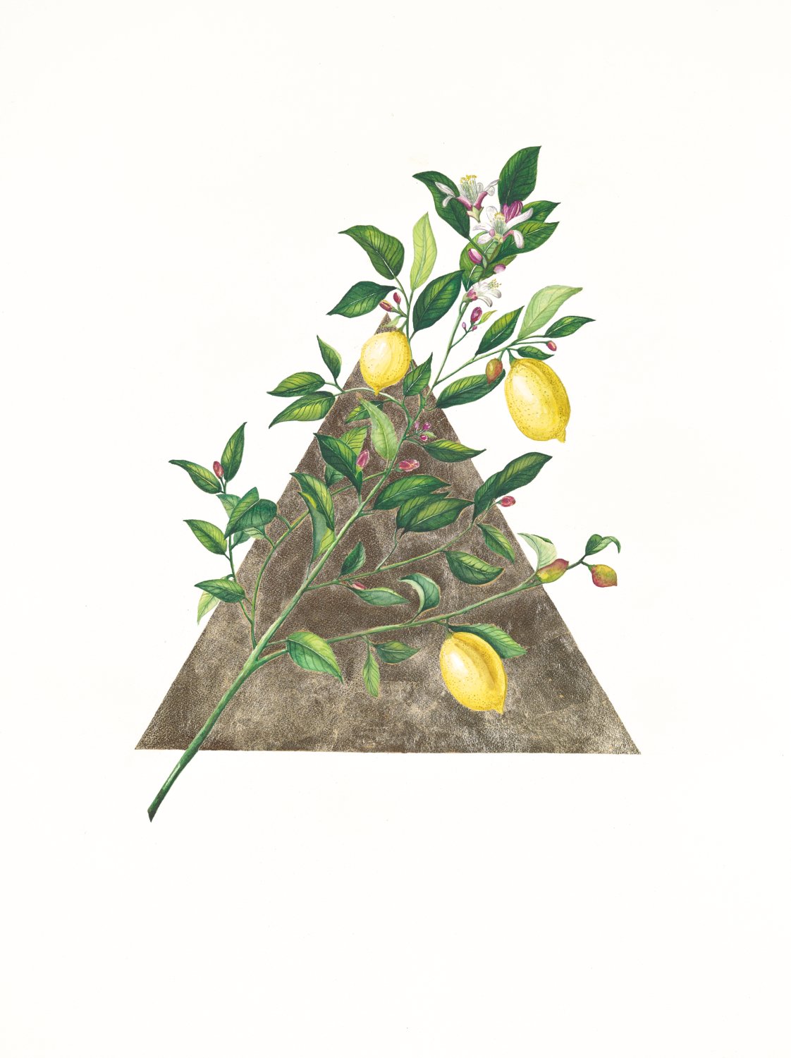 Golden Lemons