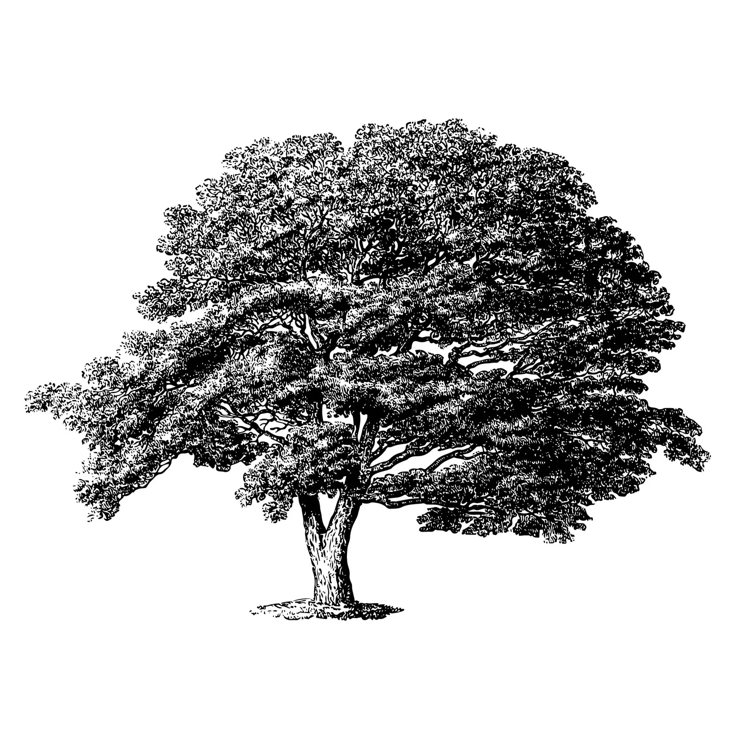 Black Walnut Capital