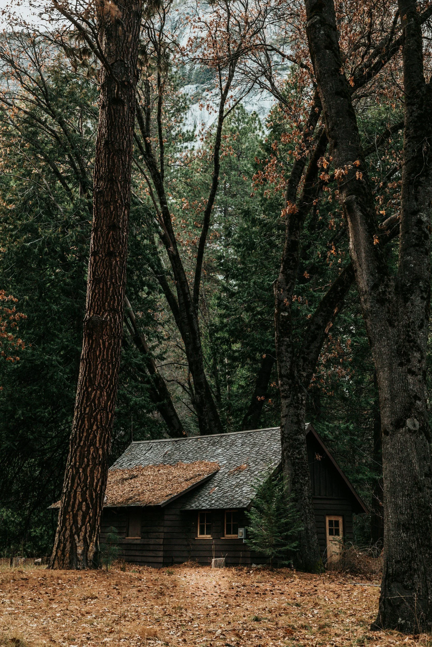 Small black wooden cabin with a shingled roof, surrounded by tall trees in a forest. The ground is covered with dry leaves and pine needles.
