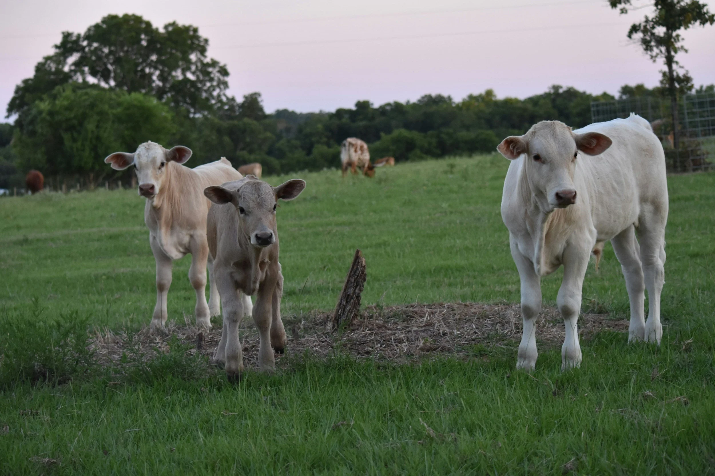 A group of cows and calves standing in a grassy field with trees in the background during dusk.
