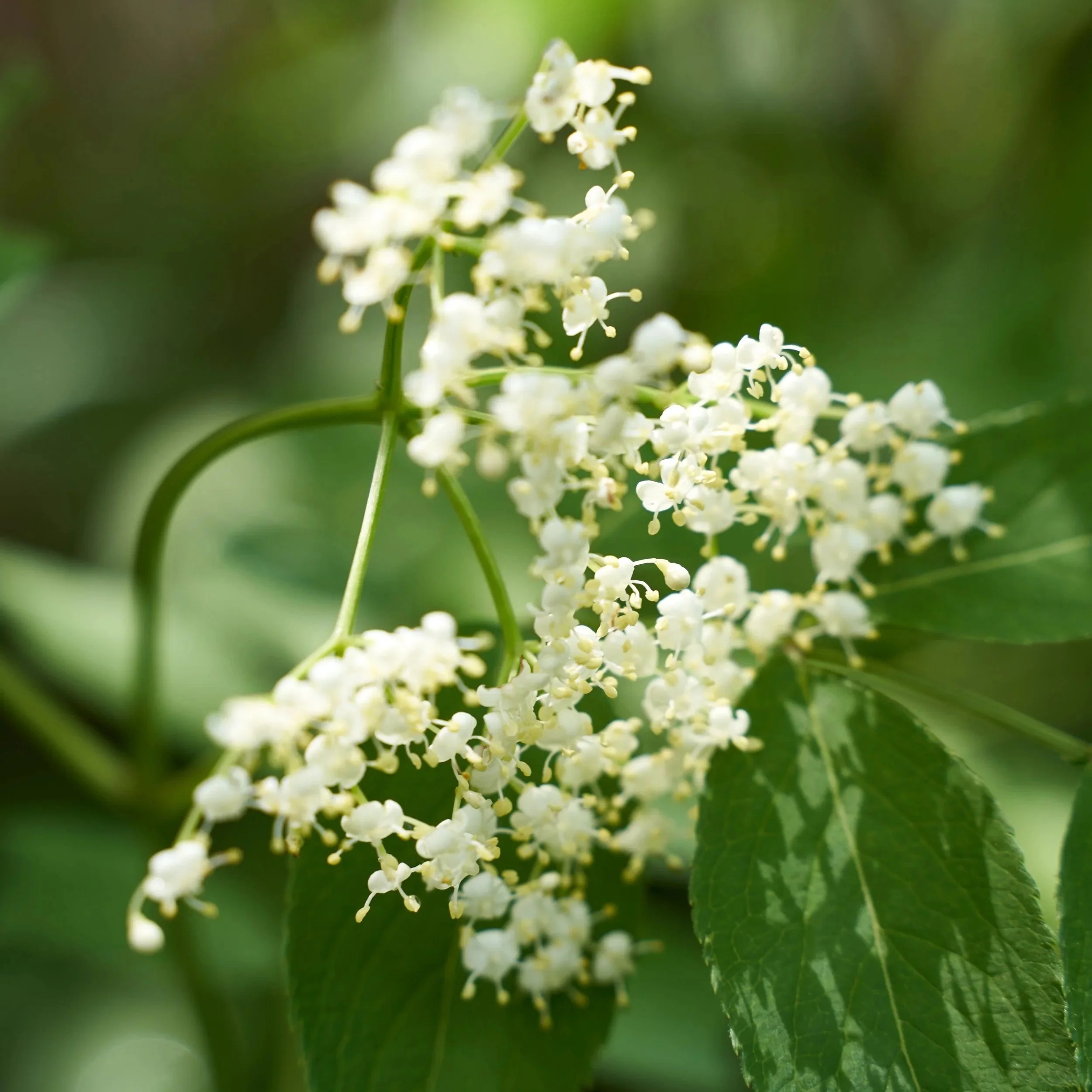 Flake_061926+8.jpg