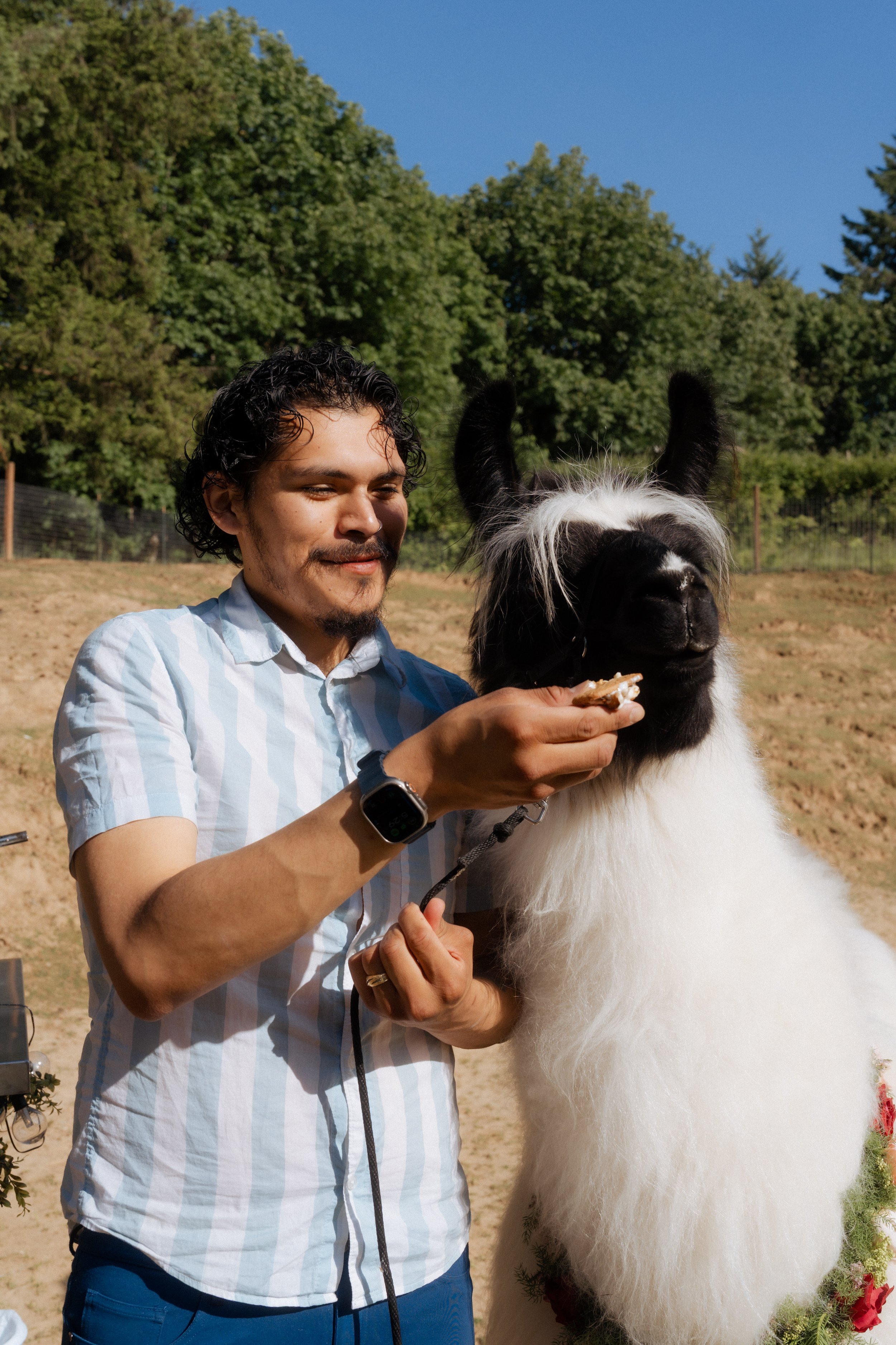 A man feeding a llama outdoors on a sunny day with green trees in the background.