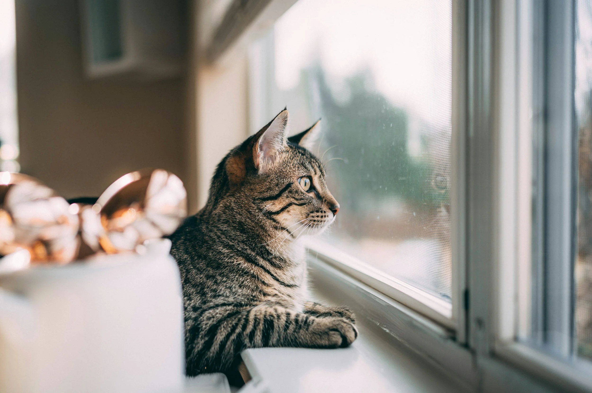 Cat Looking out window
